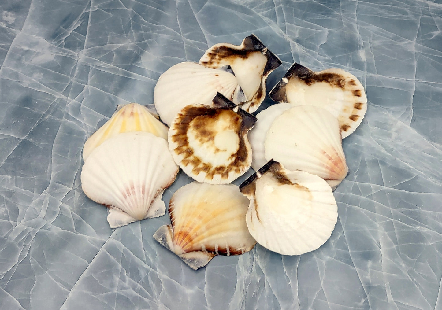 Small Distant Scallop Seashells Bractechlamys Vexillum (10 shells approx. 1.75+ inches) Scallop Shells for ocean display arts & crafts!