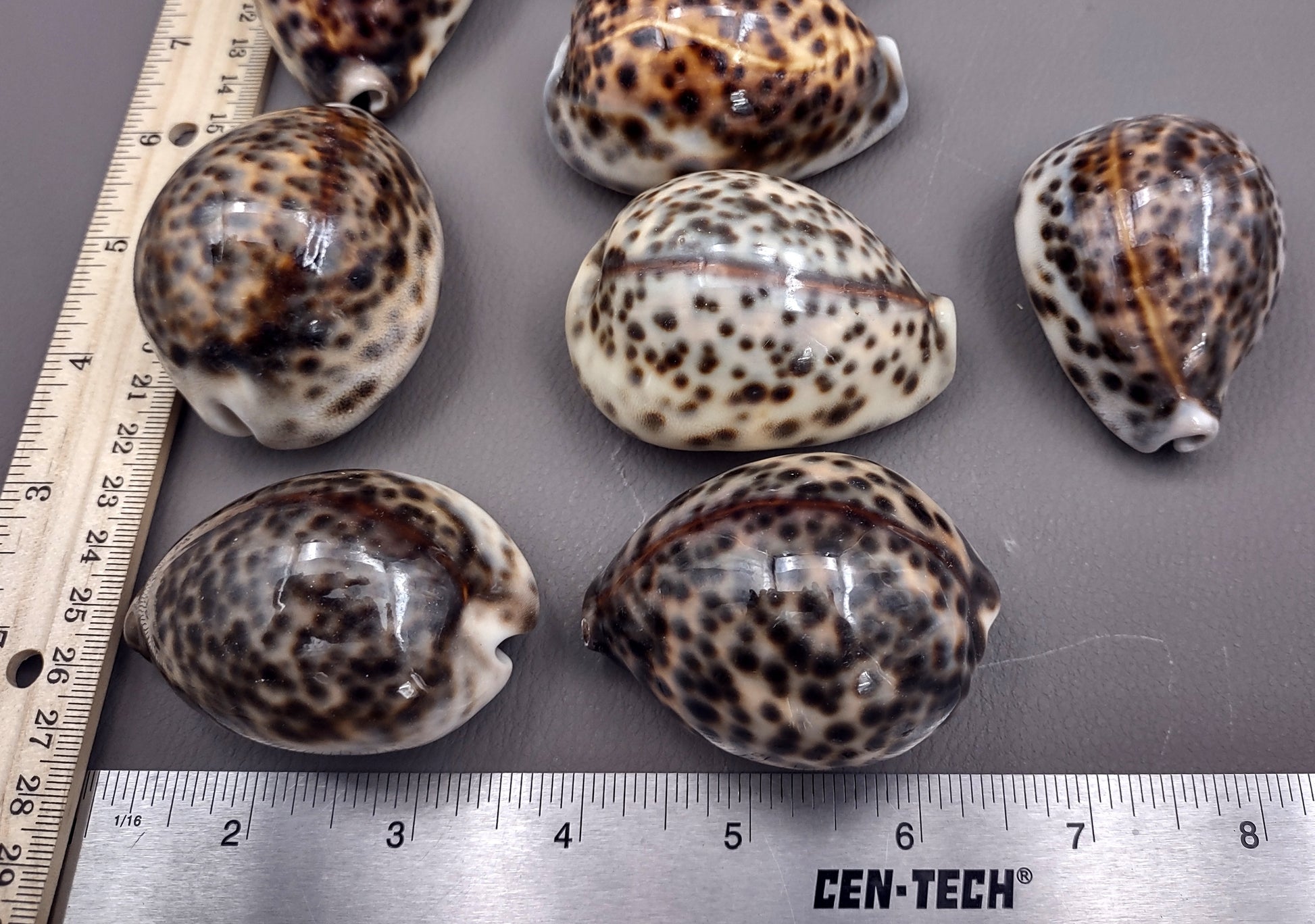 Tiger Cowrie Seashell (2pcs.) - (2.75 - 3 Inches) - Cypraea Tigris. Front and back side views of the spotted shell. Copyright 2024 SeaShellSupply.com.