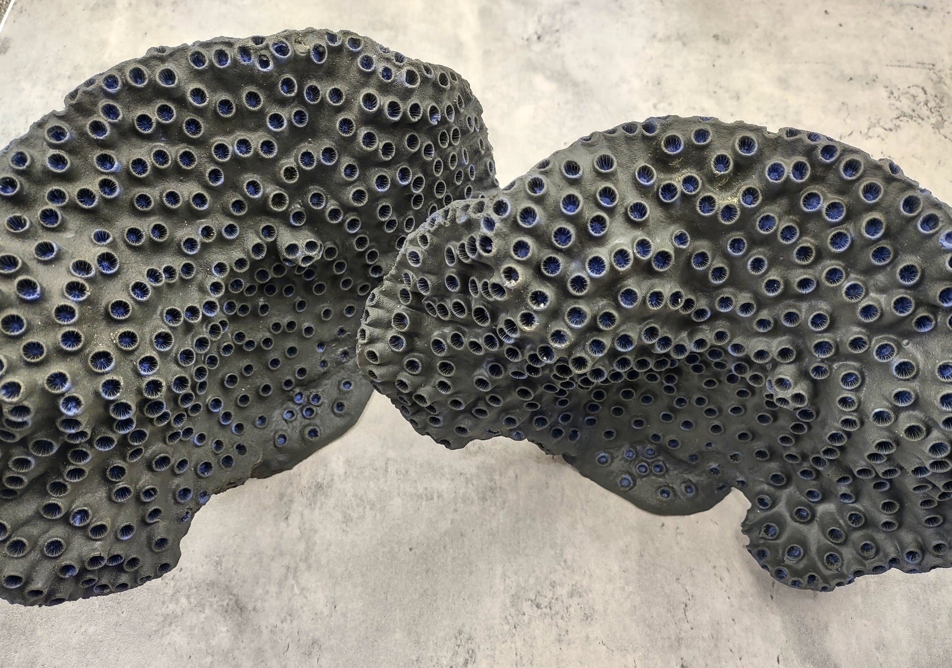 Black Cup FAUX Sun Coral - Tubastrea Peltata - (1 Coral Approx. 10Wx7Dx4T inches). A wide solid black sea fan with several holes and imprints, and a strong round like shaped base. Copyright 2022 SeaShellSupply.com.