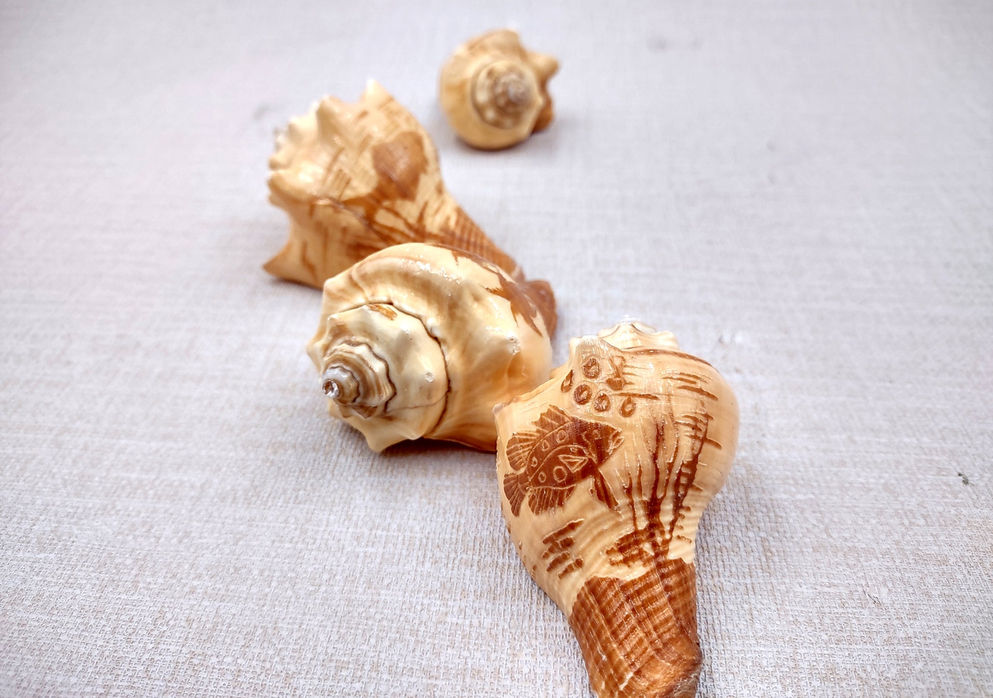 Carved Conch Seashell Decorative Set (3 shells approx. 3+ inches) Two fish and a sunset. Conch shell great for coastal crafting display & collecting! Tan shaded spiral shell. Copy right 2024 SeaShellSupply.com