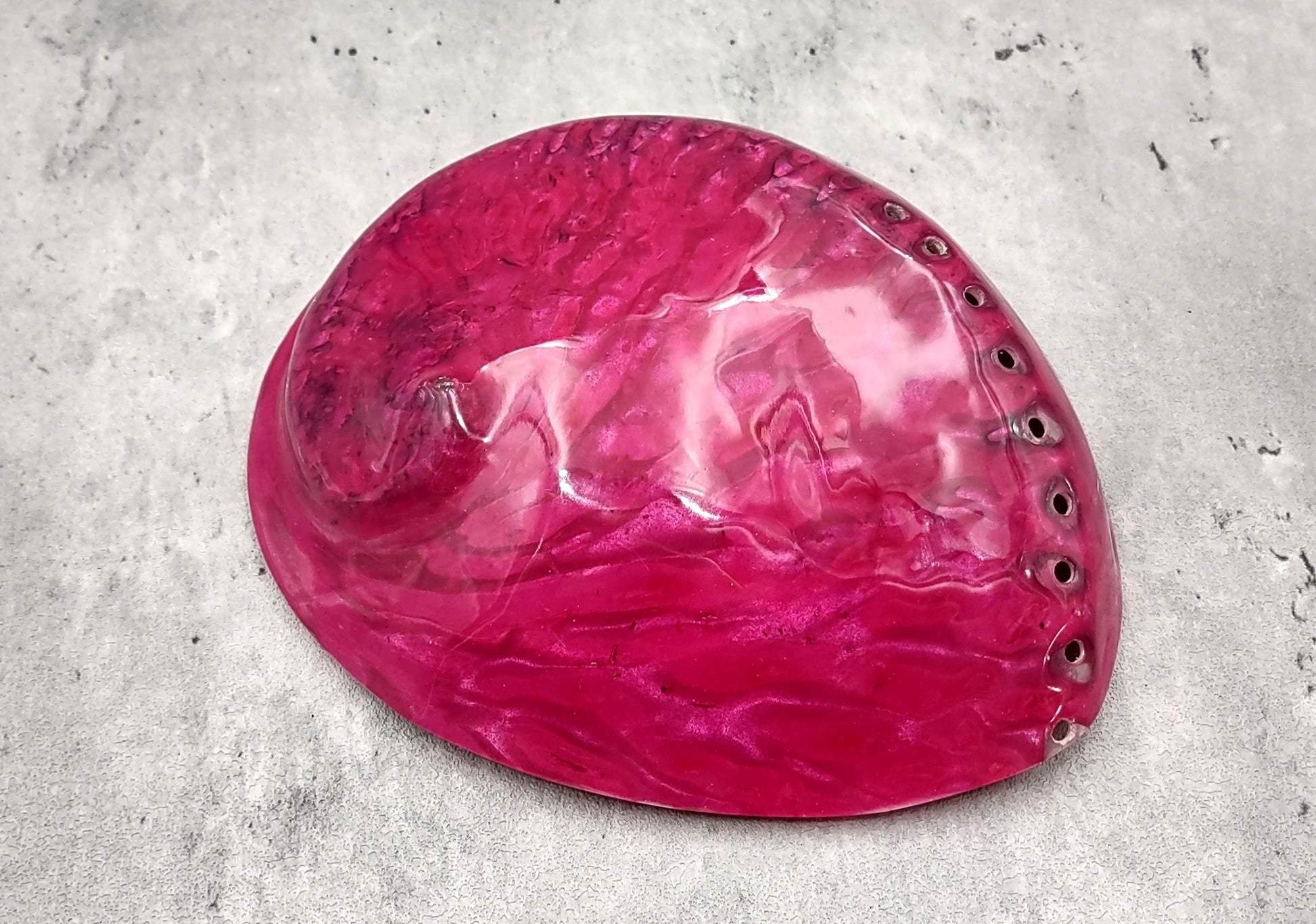 Polished Pink Midas Abalone - Haliotis Midae - (1 shell approx. 5-6 inches). One pink spiral glazed shell with wide opening and small spiral off to one side. Copyright 2022 SeaShellSupply.com.
