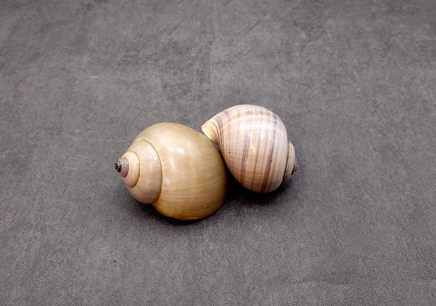 Apple Snail Shells Pomacea Canaliculata (2 shells approx. 2+ inches) Accent Shells for Collecting or Ocean Display!