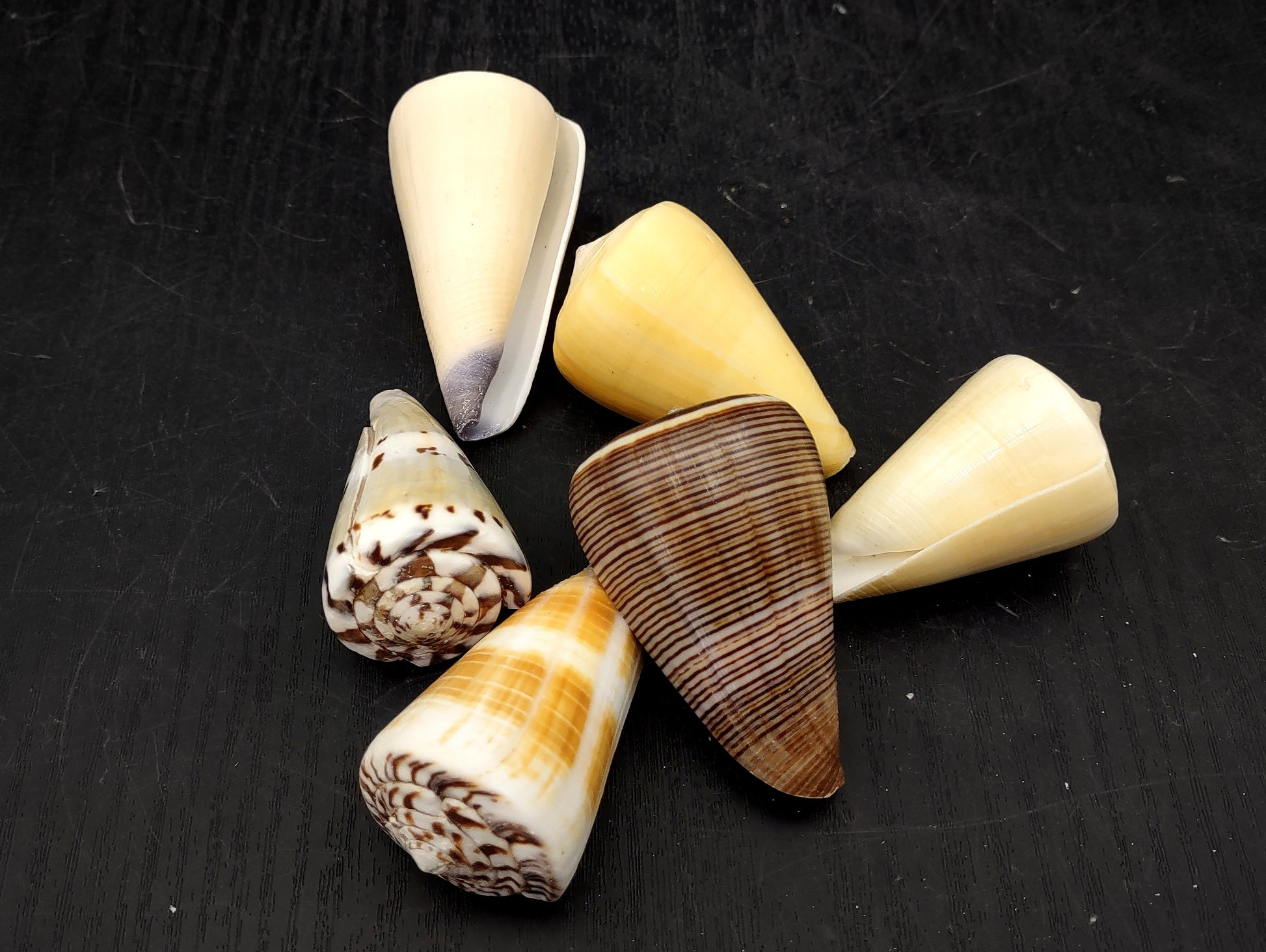 Cone Seashell Small Assorted Mix (8 shells approx. 1.5-2 inches). Brown and white close spiral shells in a grouping. Copyright 2022 SeaShellSupply.com.