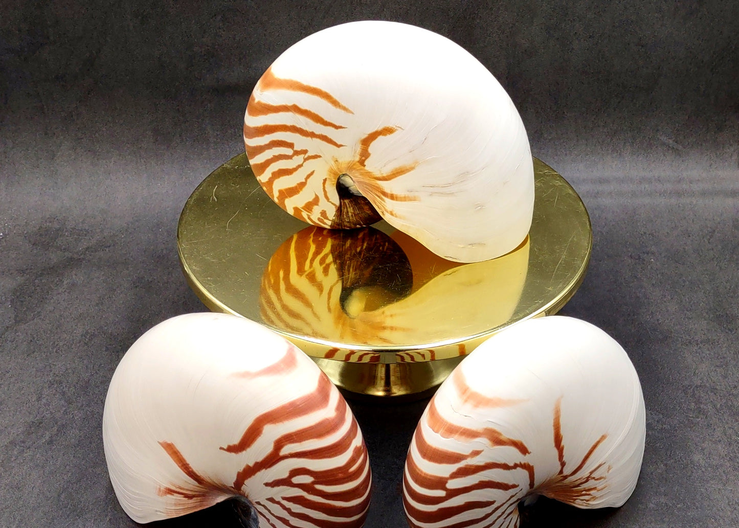 Natural Nautilus Seashell Nautilus Pompilius (1 shell approx. 7+ inches) Great shells for coastal crafting decor & collections!