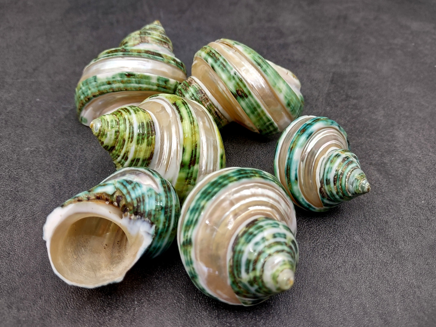 Banded Green Turbo Seashells Turbo Chrysostomus (2 shells approx. 1.5+ inches) Unique shells for coastal crafting décor & collections!