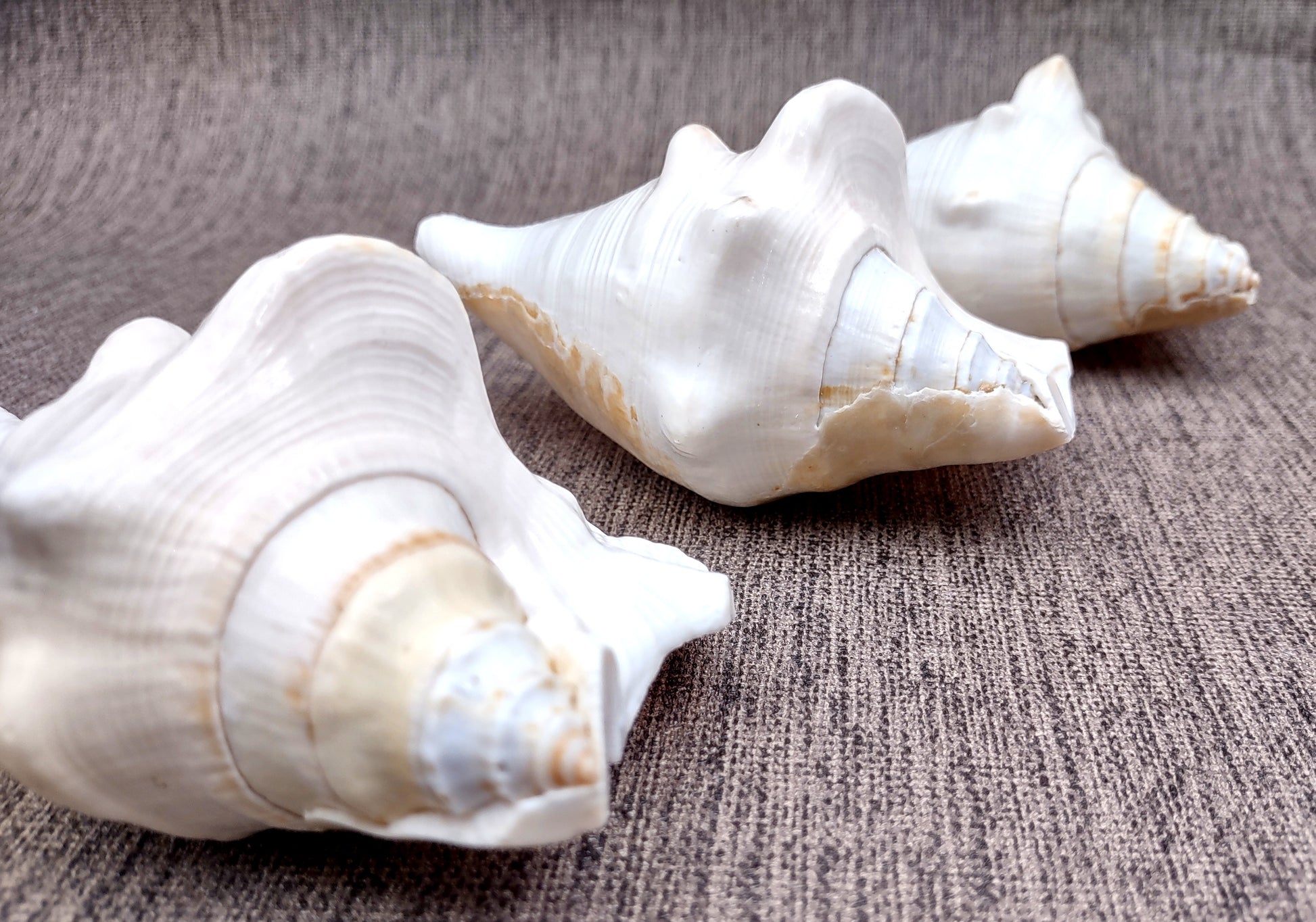 Spider Conch Seashell Lambis Lambis (1 shell approx. 4+ inches) B Grade great for coastal crafting displays and collections!