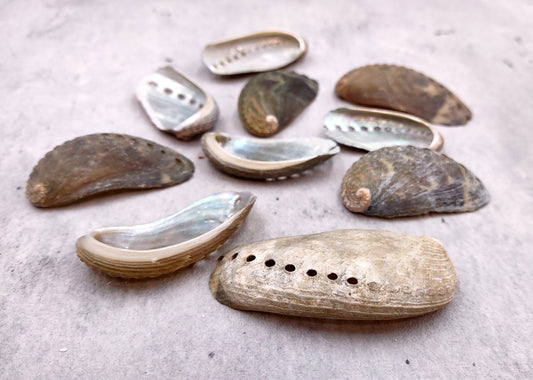 Natural Mule Ear Abalone Seashell Haliotis Asiana (10 shells approx. 1.5+ inches) Brown Green Silver Shells for crafts arts & jewelry!