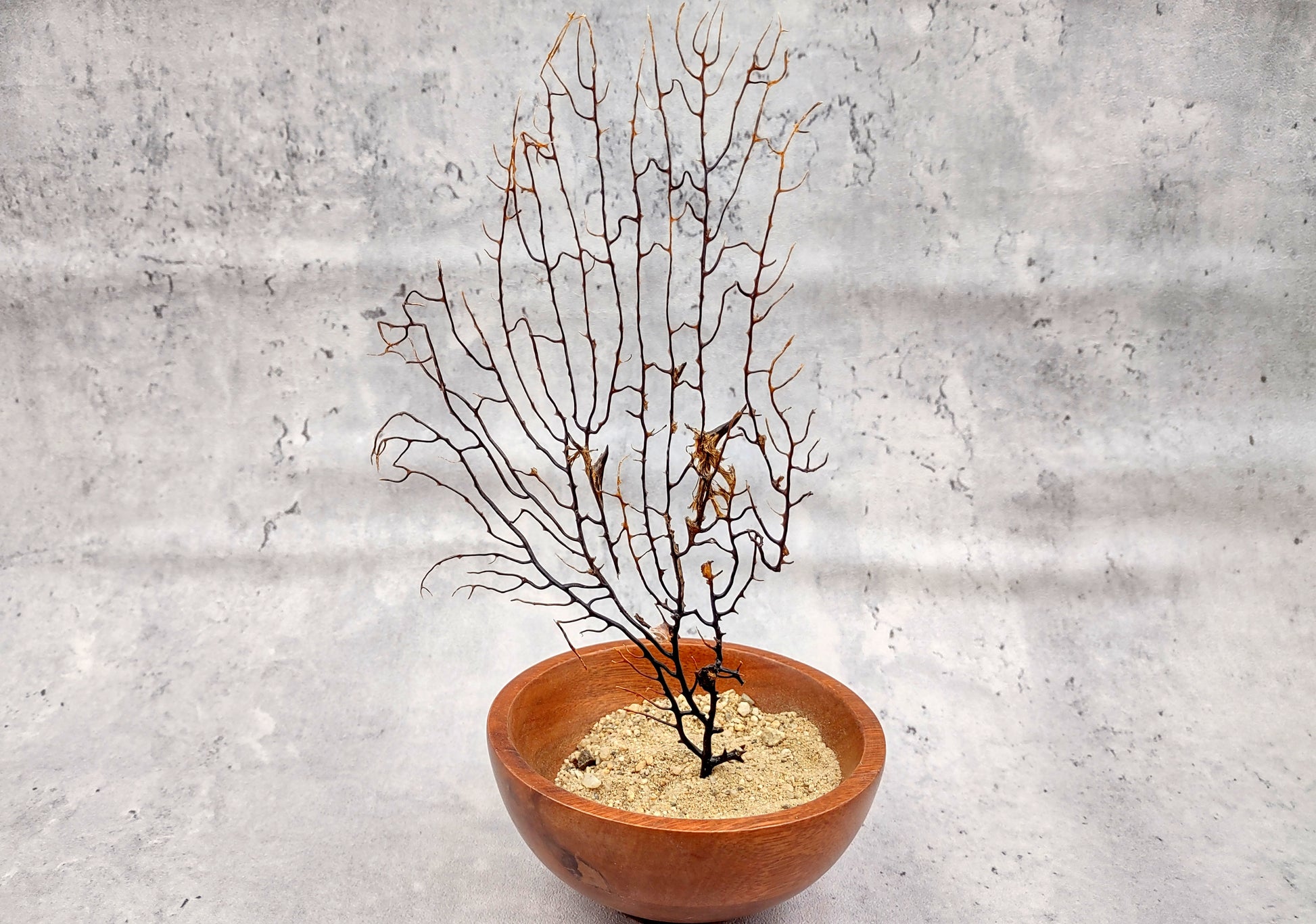 Black Sea Fan - Gorgonia Ventalina - (1 fan approx. 7-10 inches). One tree looking Sea Fan with many little branches. Copyright 2022 SeaShellSupply.com.