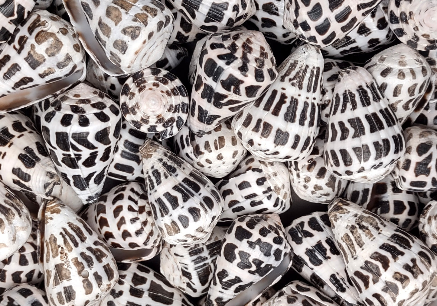 Polished Hebrew Cone Seashells (5 pcs.) - Conus Ebraeus