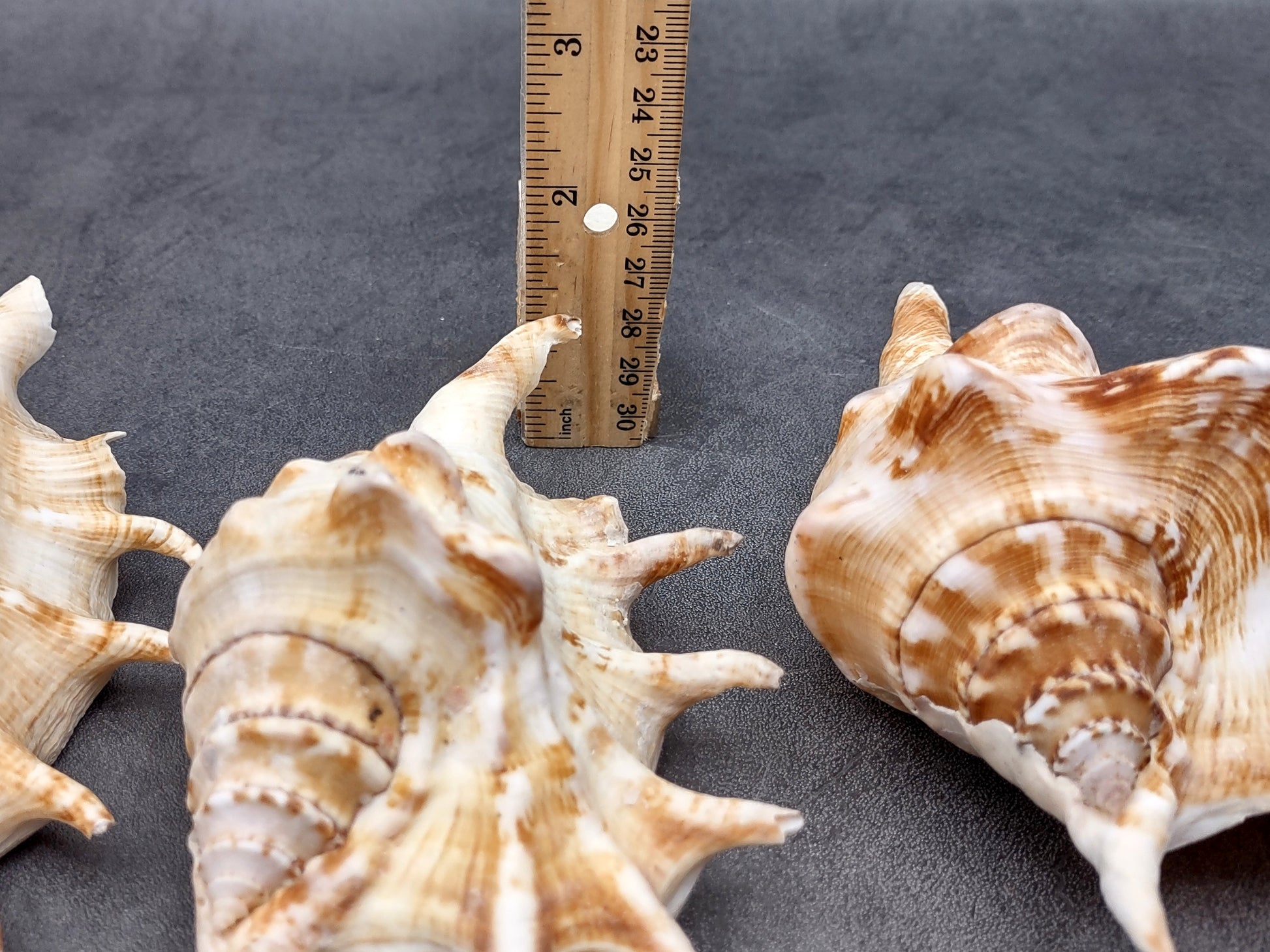 Spider Conch Seashell Lambis Lambis (1 shell approx. 5+ inches) Conch shell great for coastal crafting displays and collections! Spiked brown and white glazed shell. Copyright 2024 SeaShellMart.com