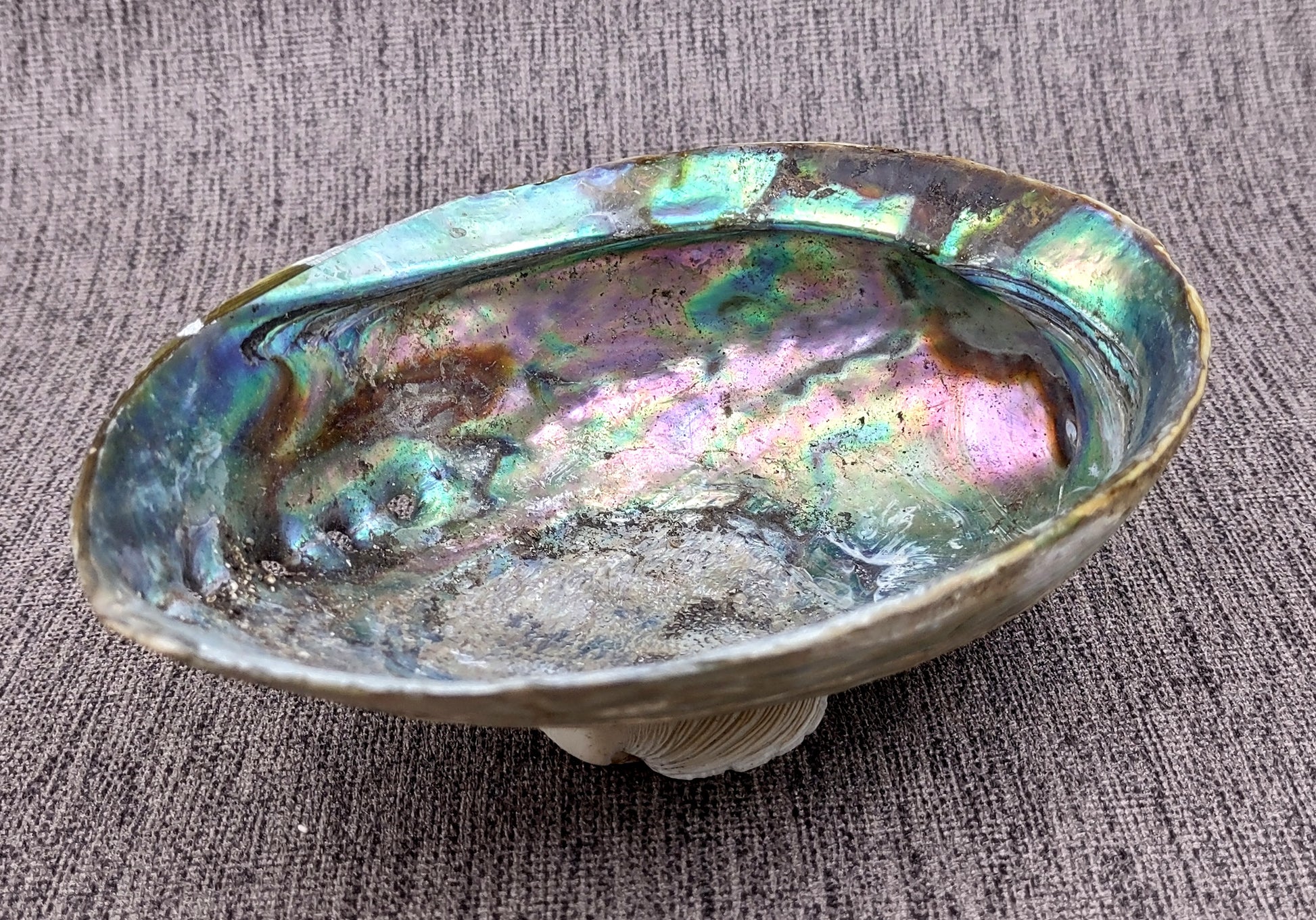 Paua Abalone Seashell Dish with Stand (1 shell approx. 5-5.5+ inches) Copyright 2024 SeashellSupply.com