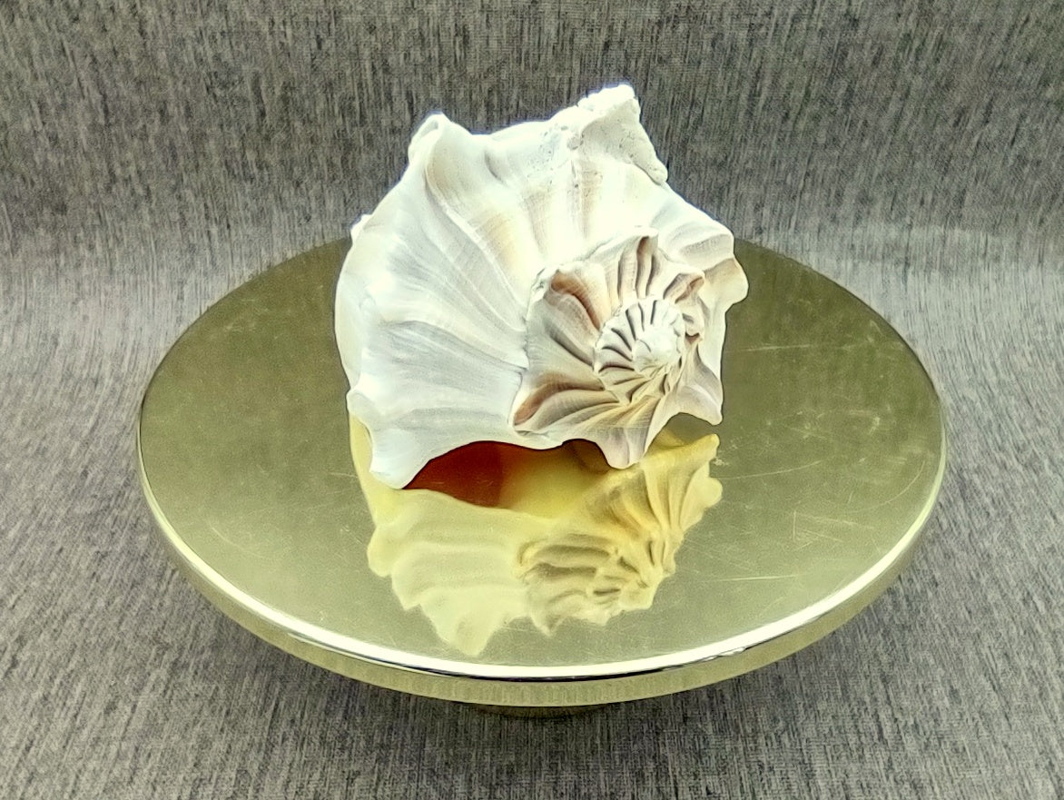 Left Handed Lightning Whelk Seashell Busycon Contrarium (1 shell approx. 7+ inches) Perfect shells for coastal crafting decor & collections! Light tan spiral shell with smaller spikes. Copy right 2024 SeaShellMart.com
