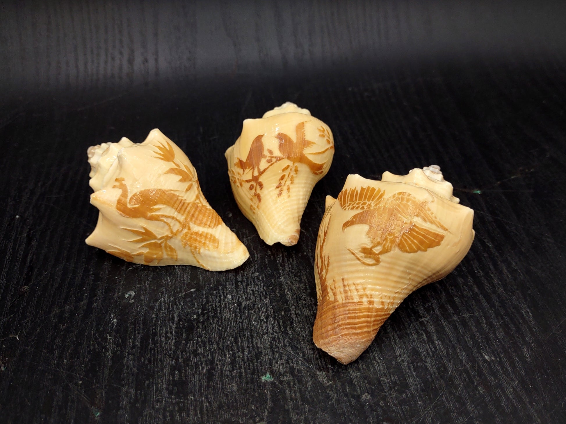 Image of Carved Conch Seashell Decorative Set Of Eagle Love Birds and Peacock (approx. 3+ in shell) Conch shell great for coastal crafting & gifting! Copyright 2024 SeashellMart.com