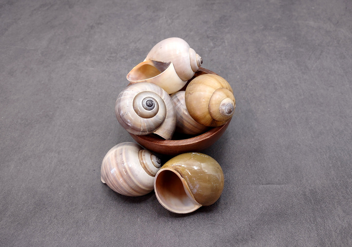 Apple Snail Shells Pomacea Canaliculata (2 shells approx. 2+ inches) Accent Shells for Collecting or Ocean Display!