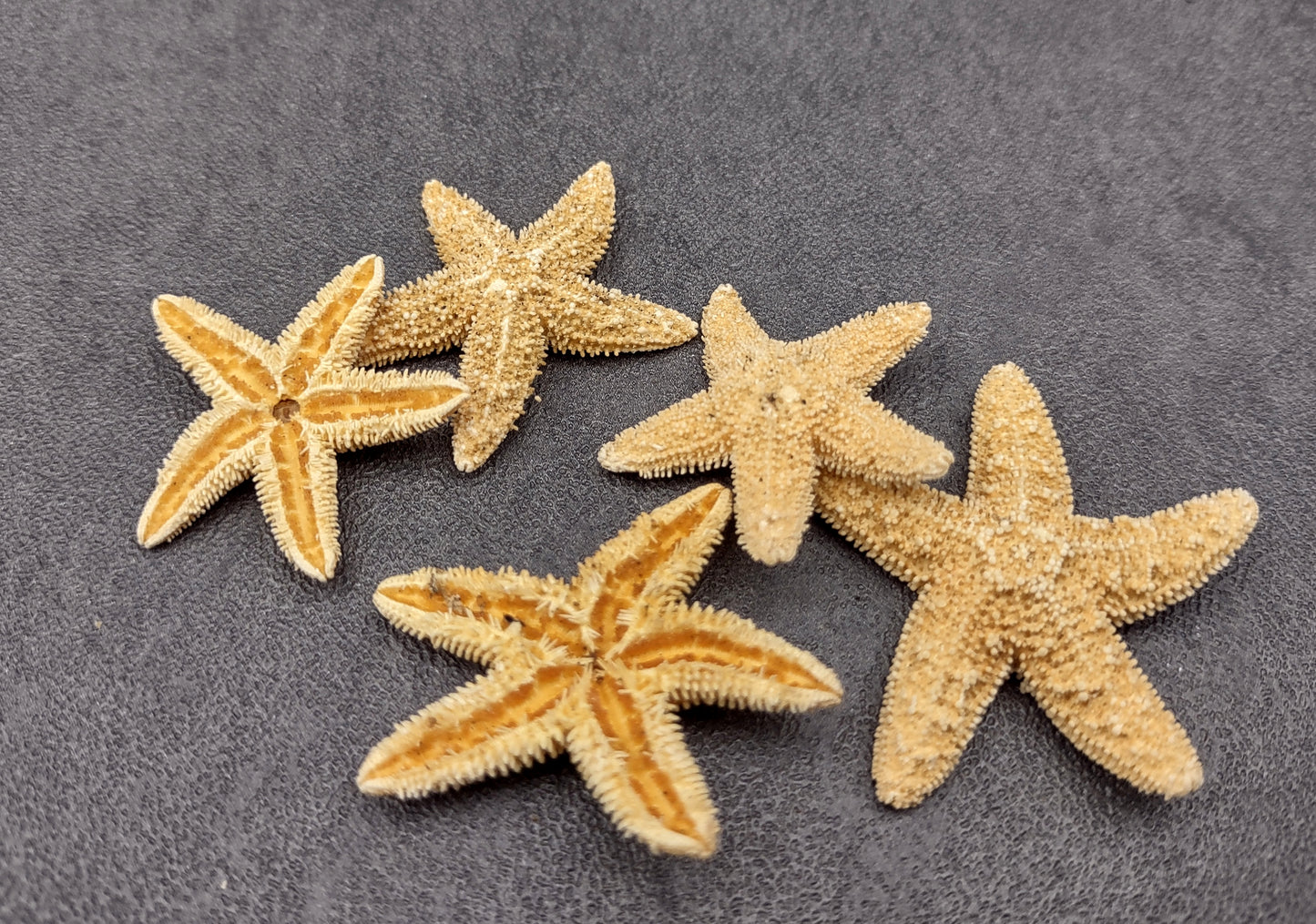 Photo of several beige Sugar Starfish - Piaster Ochraceus. (.75-1.5 inches) Copyright 2024 Seashellsupply.com