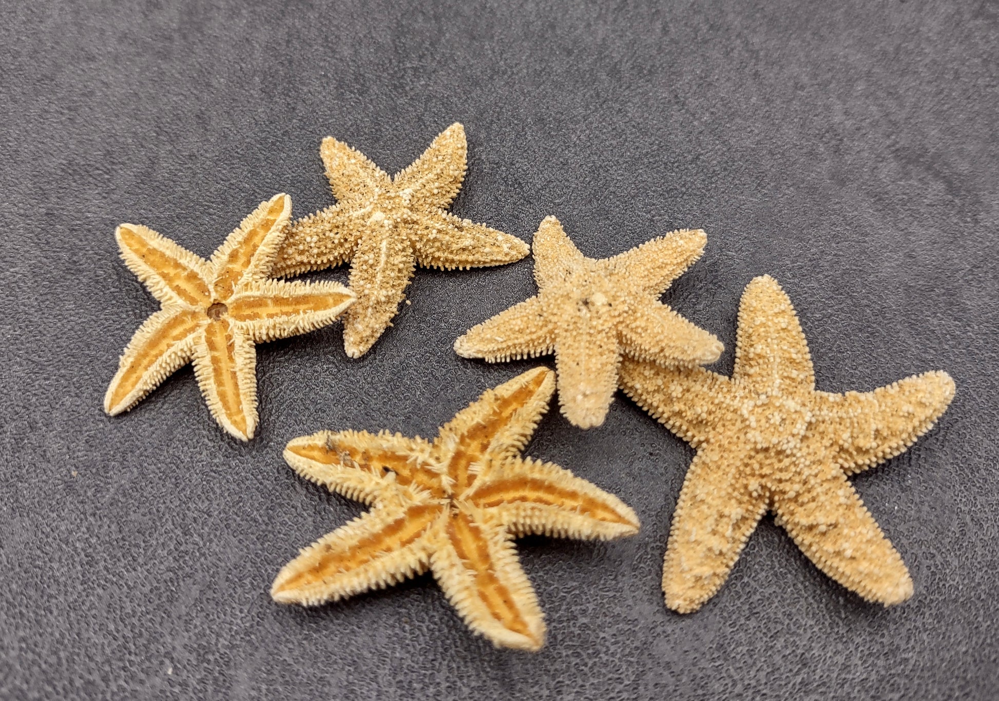 Photo of several beige Sugar Starfish - Piaster Ochraceus. (.75-1.5 inches) Copyright 2024 Seashellsupply.com