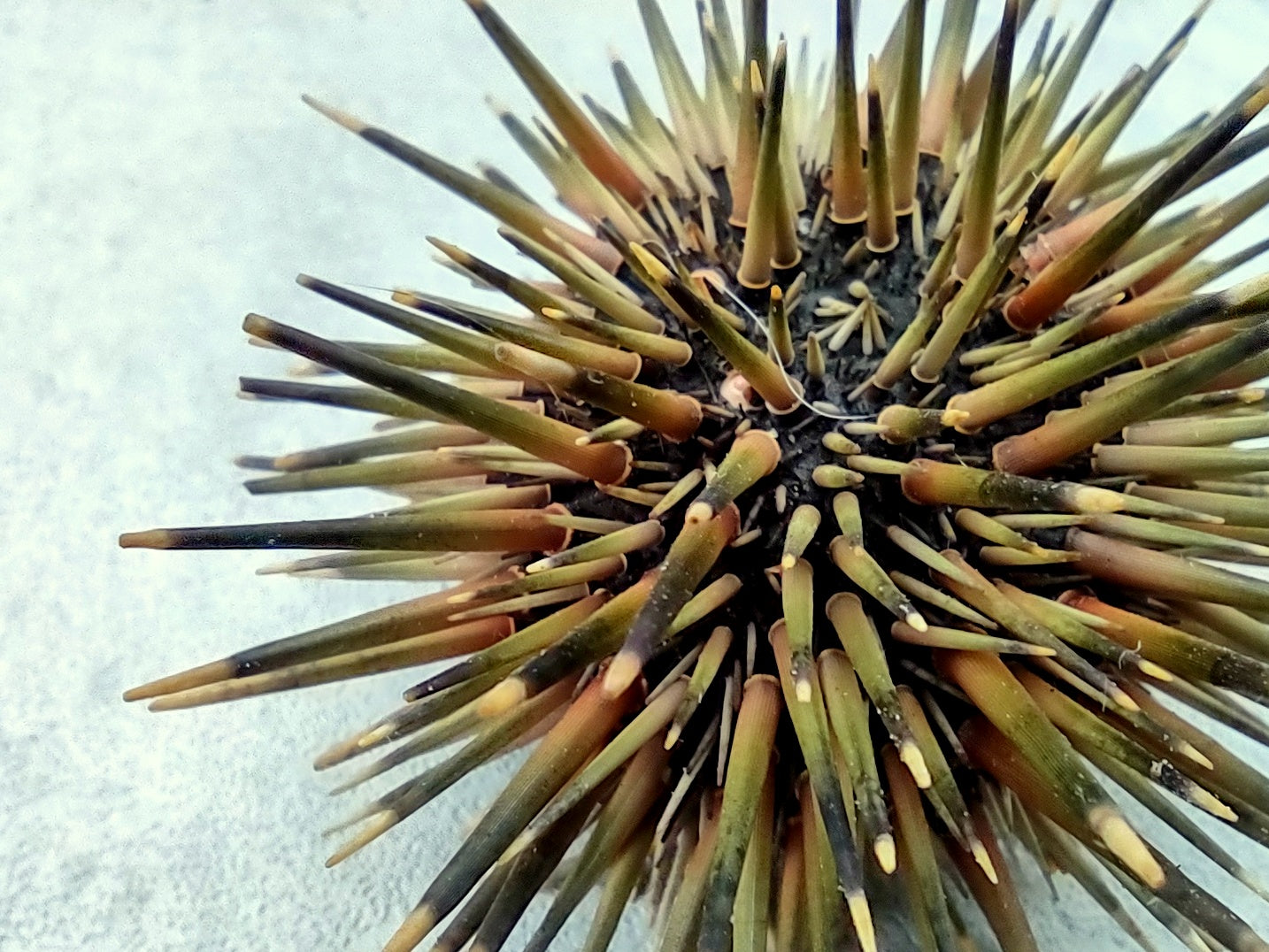 Burrowing Sea Urchin with Spines Echinometra Mathaei (2 urchins approx. 2.5+ inches) Natural Urchin Shell for display & collecting!