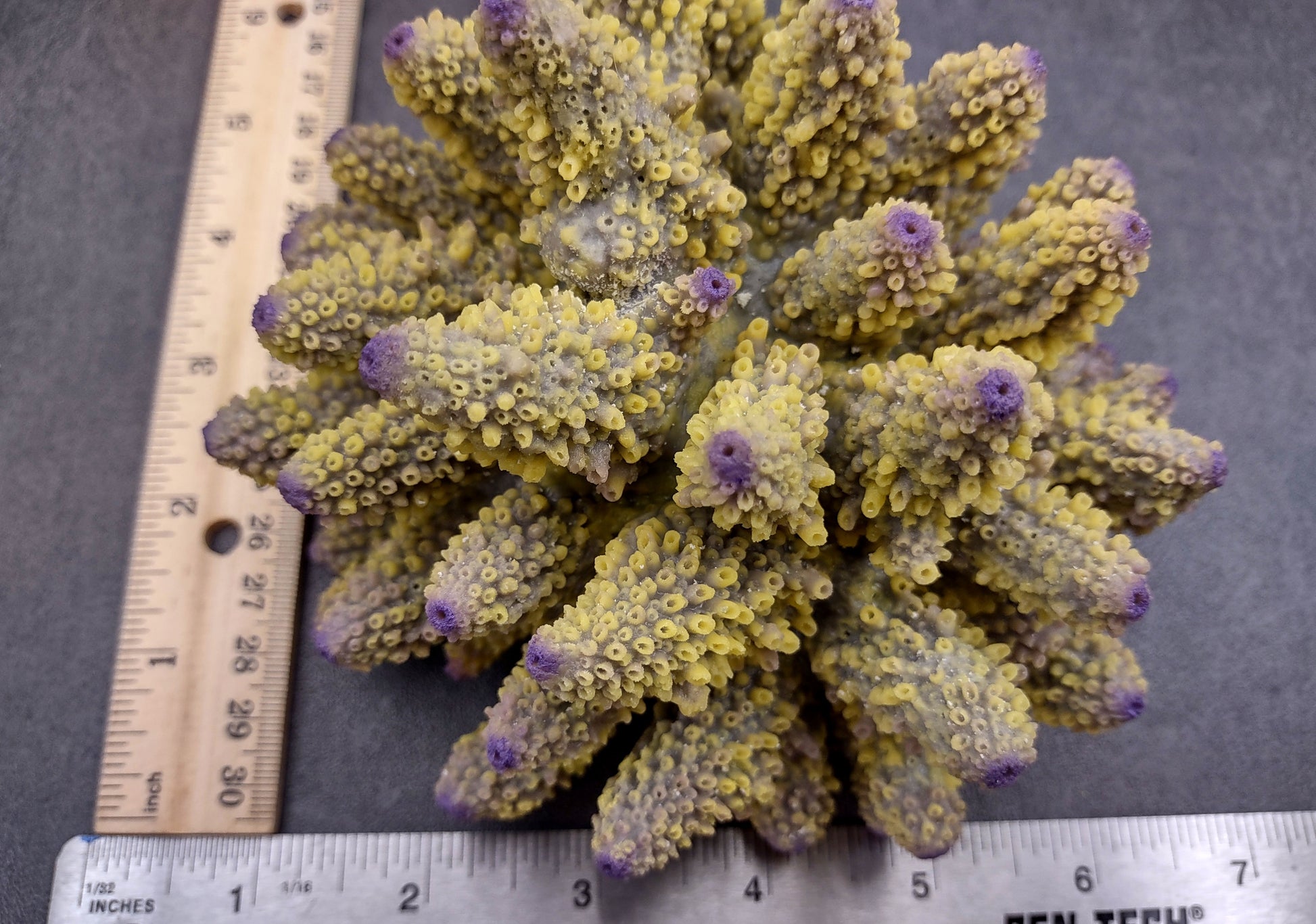  Yellow Finger Staghorn FAUX Coral - Acropora Humilis - (1 FAUX Coral approx. 5.5x3.5x5 inches). yellow and purple branched tentacles. Copyright 2024 SeaShellSupply.com.