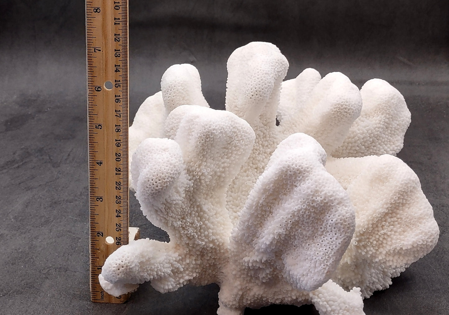 White Catspaw Coral Cluster Pocillopora Palifera (1 coral approx. 11L x 6.75H x 10D inches) Excellent for art projects & collecting!