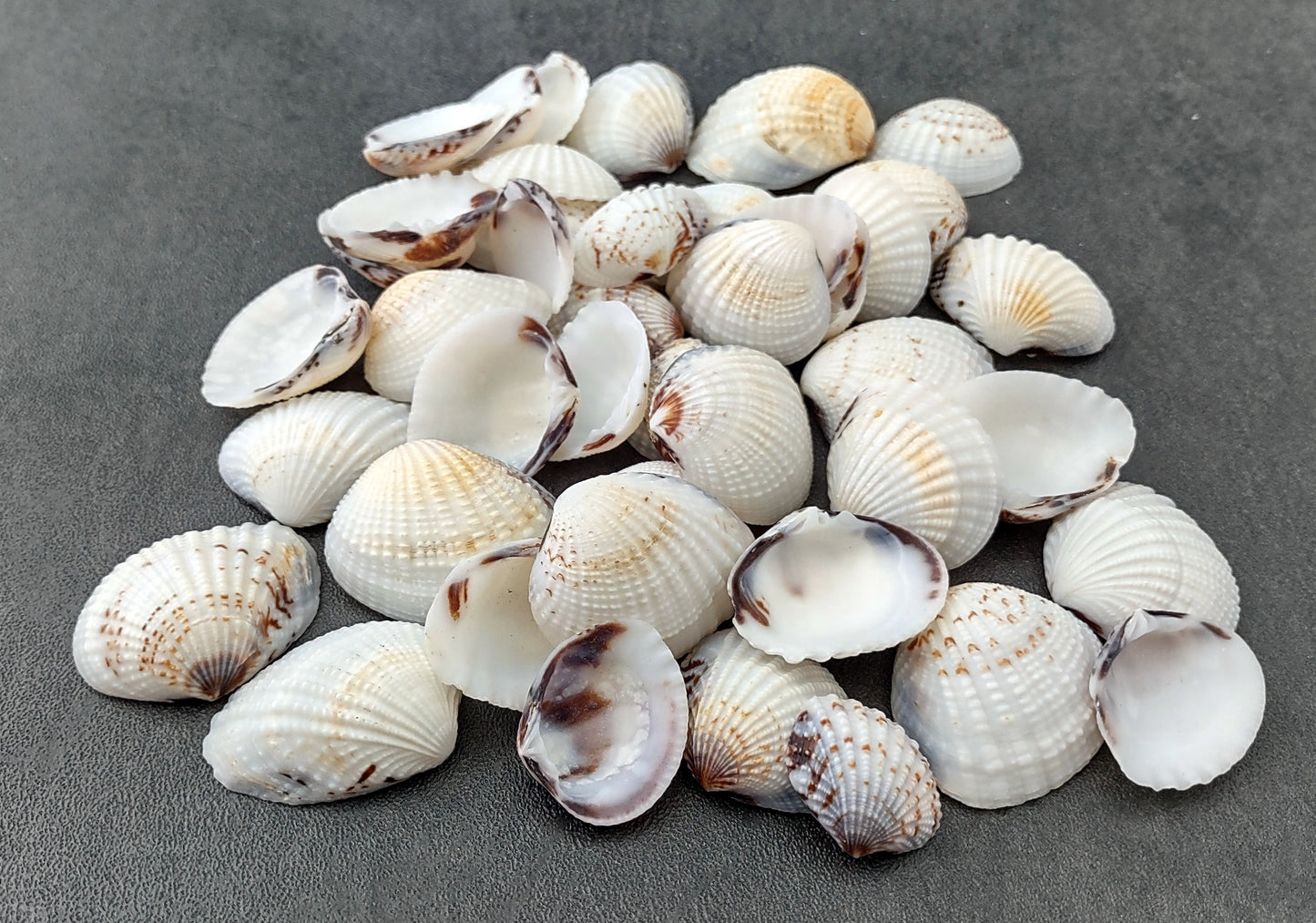 Speckled White Clam Shells - Clycymeris Pectunculus - (approx. 40-50 shells .75-1.5 inches) on dark grey background.  Copyright 2022 SeaShellSupply.com.