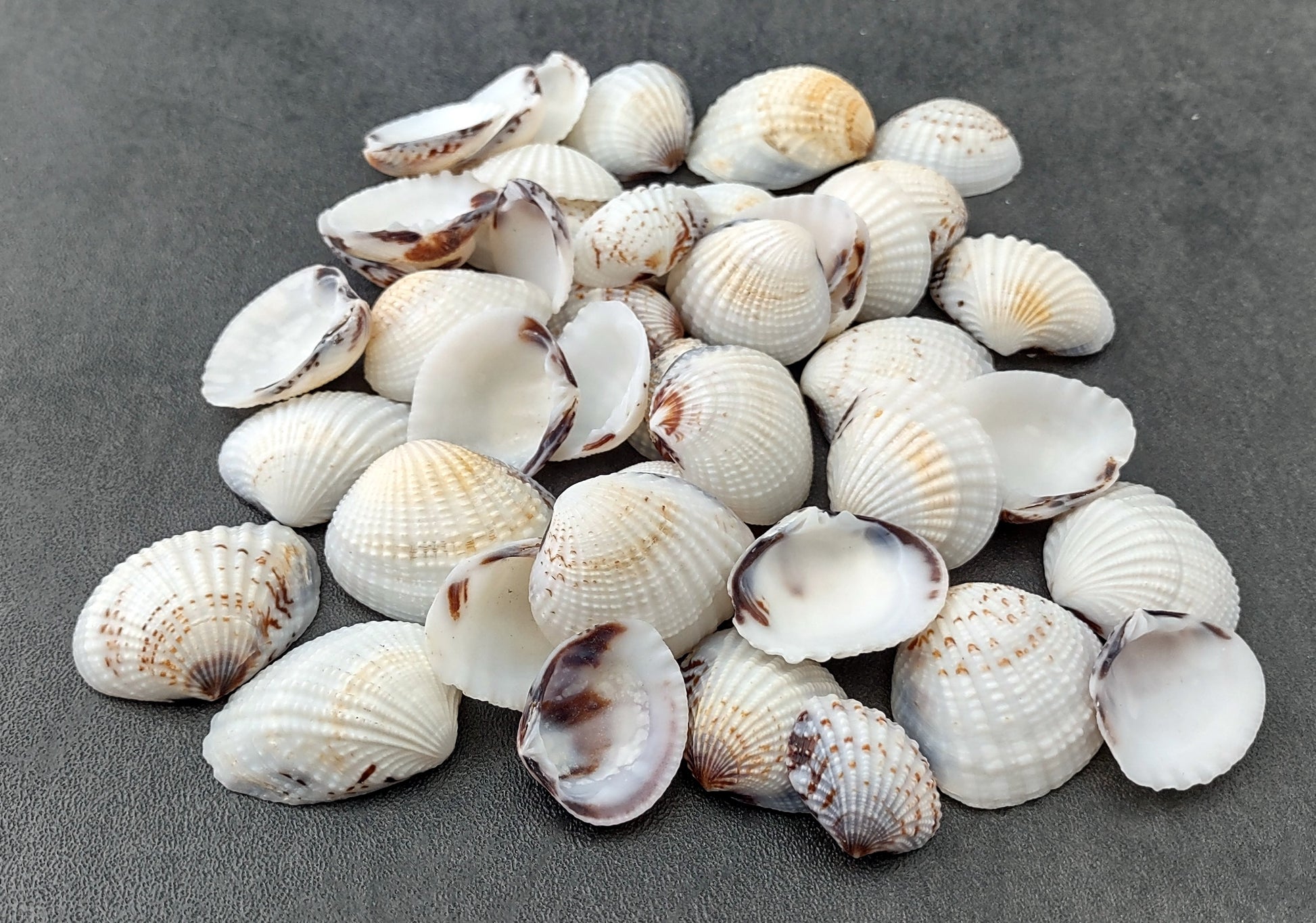Speckled White Clam Shells - Clycymeris Pectunculus - (approx. 40-50 shells .75-1.5 inches) on dark grey background.  Copyright 2022 SeaShellSupply.com.