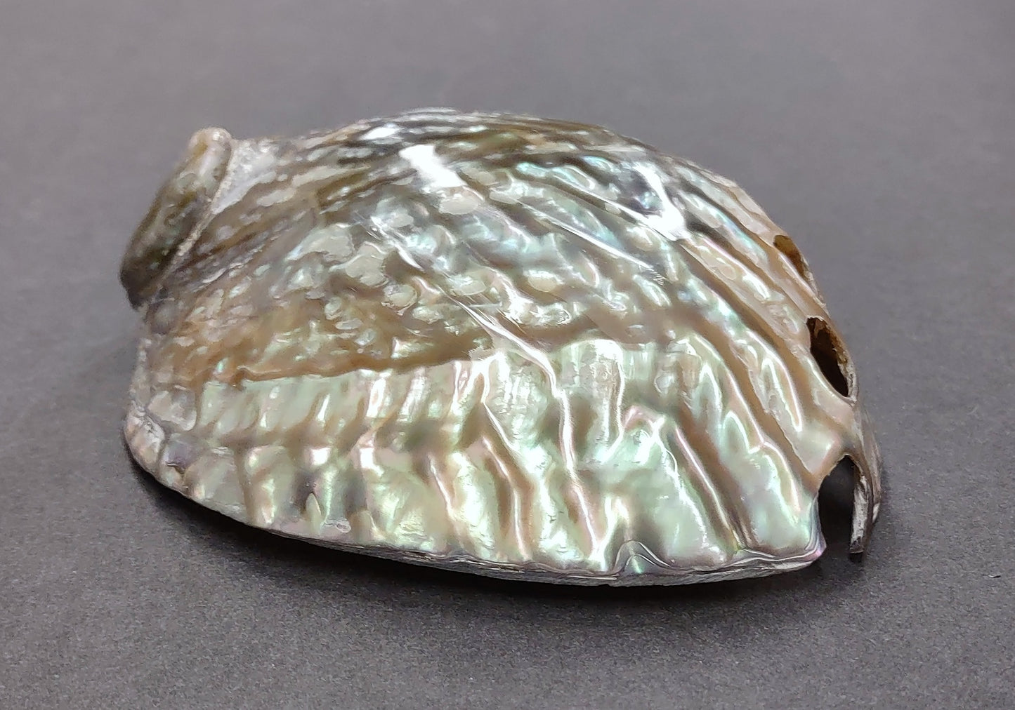 Polished Pink Abalone (5-6") Haliotis Corrugata. Spiral shell with ribbing along one edge and a spiral shape. Copyright 2022 SeaShellSupply.com .
