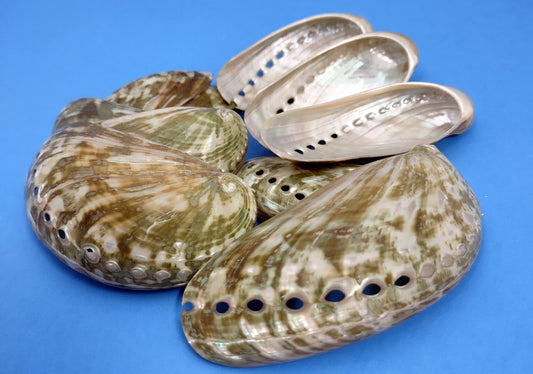 Polished Mule Ear Abalone - Haliotis Asiana - (10 shells approx. 2.5-3 inches). Multiple white and brown shells grouped together showing the opening and the design on the back with the holes. Copyright 2022 SeaShellSupply.com.