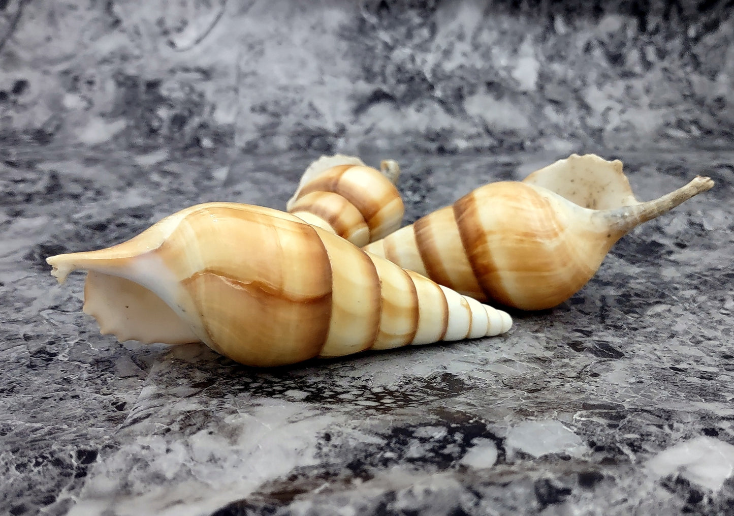 Arabian Tibia Curta Conch Sea Shell - Tibia Insulaechorab - (3 shells approx. 4-5 inches). Three brown ombre spiral shells laying near eachother. Copyright 2022 SeaShellSupply.com .