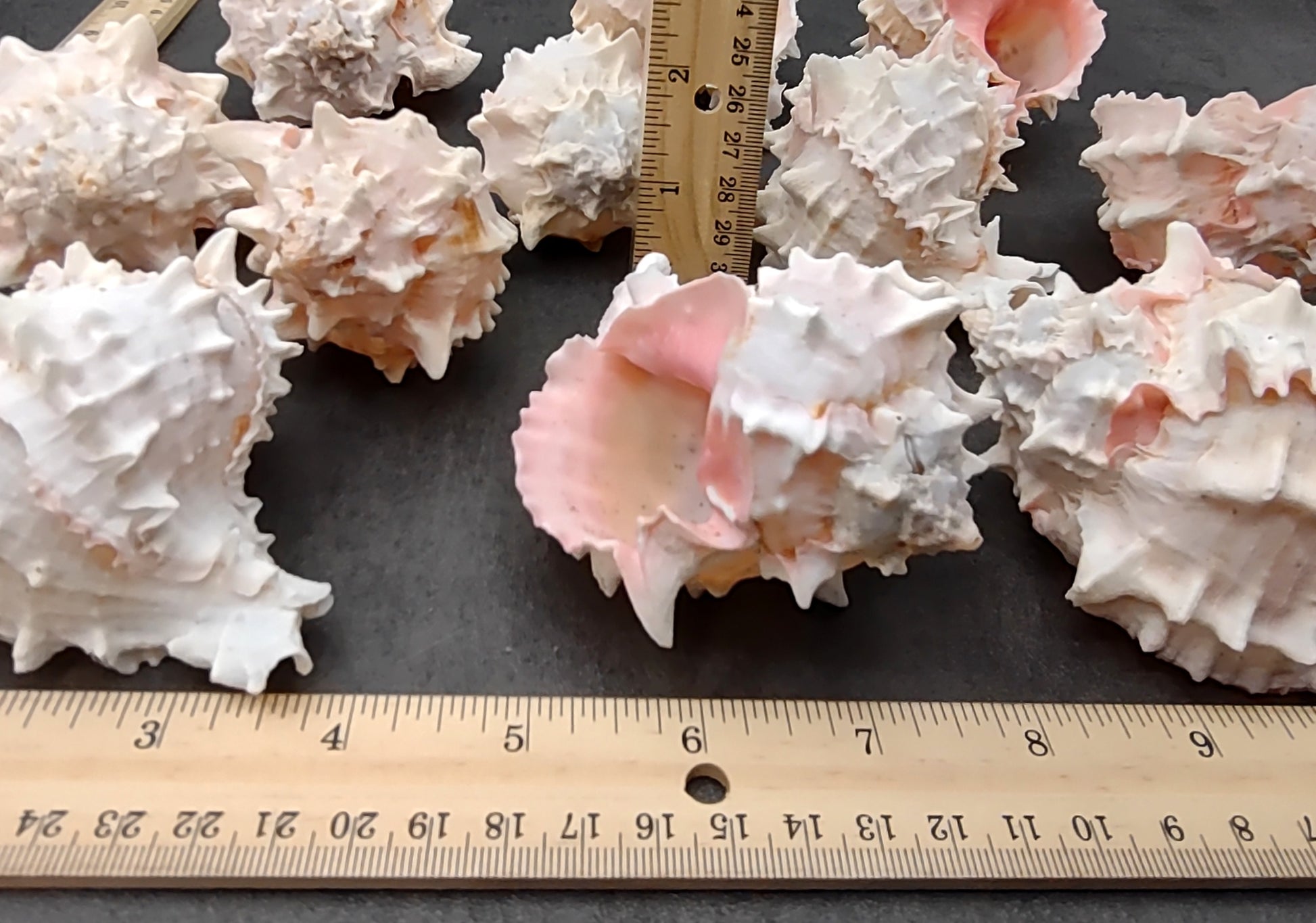 Pink Murex Shell Murex Erythrostomus (2 shells approx. 3+ inches) BL-178 Copyright 2022 SeaShellSupply.com.