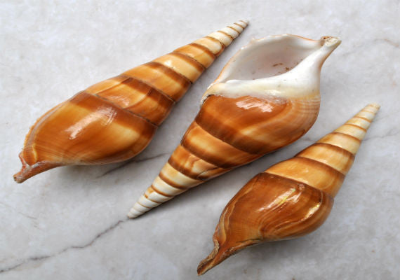 Arabian Tibia Curta Conch Sea Shell - Tibia Insulaechorab - (3 shells approx. 4-5 inches). Three brown ombre spiral shells laying near eachother. Copyright 2022 SeaShellSupply.com .