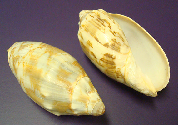 Bat Volute Seashells (3 pcs.) - (2-3 inches) - Cymbiola Vespertilio. Multiple tan and light yellow shells in a pile. Copyright 2022 SeaShellSupply.com.