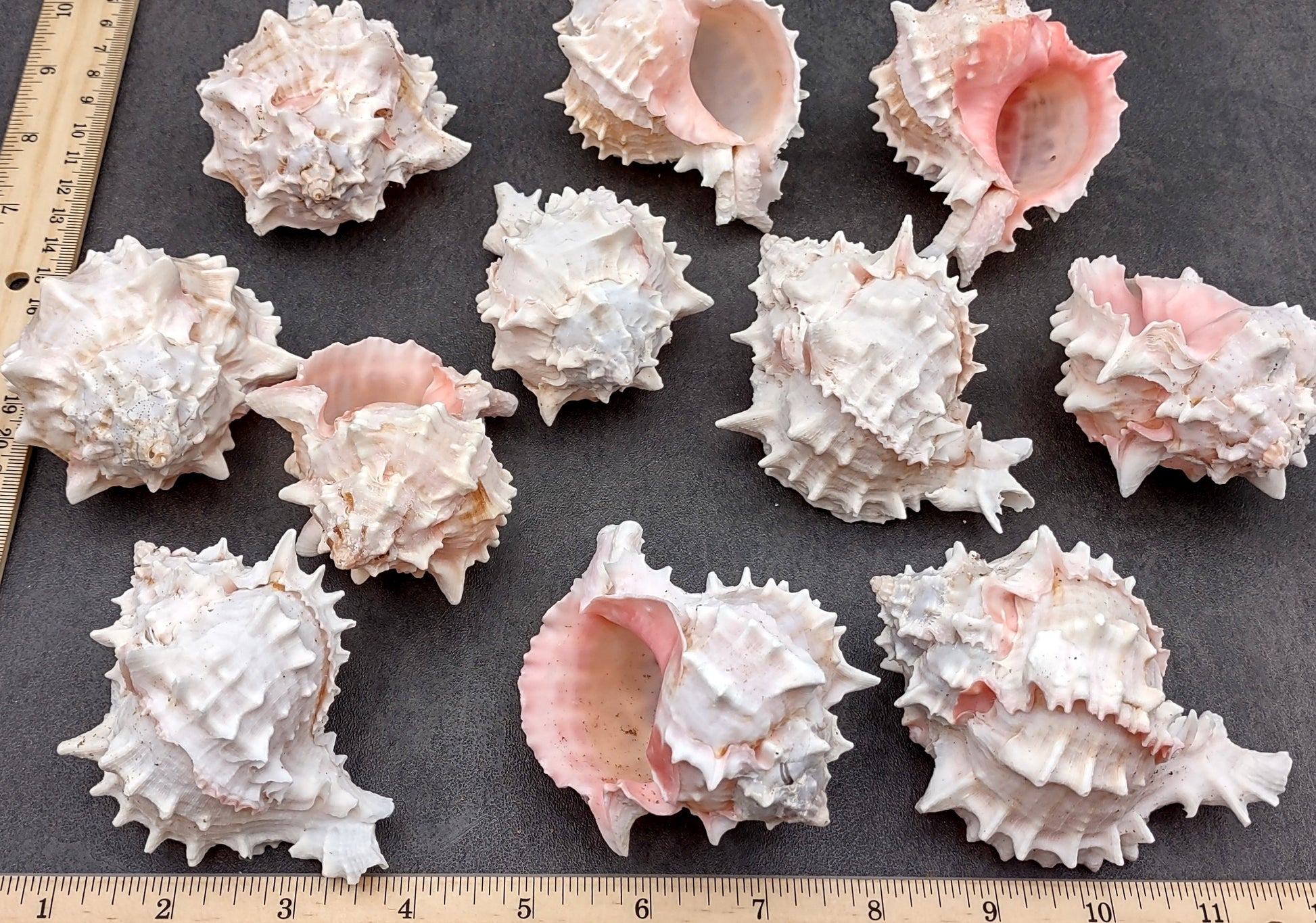 Pink Murex Shell Murex Erythrostomus (2 shells approx. 3+ inches) BL-178 Copyright 2022 SeaShellSupply.com.