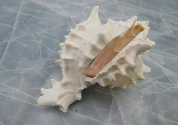 Multi Cut Pink Murex - Murex Erythrostomus - (3 Shells approx. 2.5-3 inches). Three white spiked shells with a lighter pink inside and wide spiral. Copyright 2022 SeaShellSupply.com.