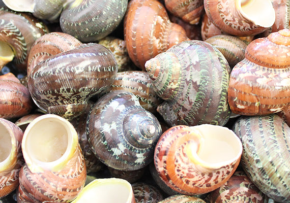 Tapestry Turbo Seashells Green Speckled Turbo Petholatus (2 shells approx. 2+ inches) Green Turbo Shells for hermit crab homes art & crafts!