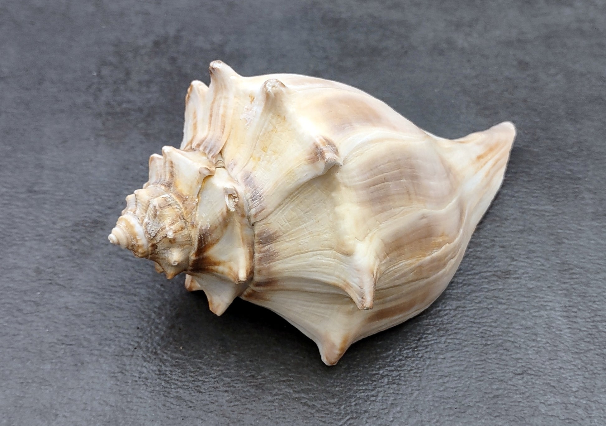 Right Handed Whelk Seashell Knobbed Dark Streaked Busycon Carica (1 shell approx. 5+ inches) Natural sea shells for display & collecting! Light tan spiral shell with smaller spikes. Copy right 2024 SeaShellMart.com