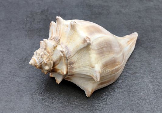 Right Handed Whelk Seashell Knobbed Dark Streaked Busycon Carica (1 shell approx. 5+ inches) Natural sea shells for display & collecting! Light tan spiral shell with smaller spikes. Copy right 2024 SeaShellMart.com