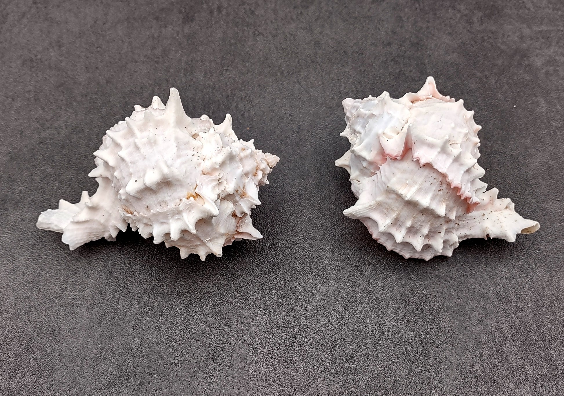 Pink Murex Shell Murex Erythrostomus (2 shells approx. 3+ inches) BL-178 Copyright 2022 SeaShellSupply.com.