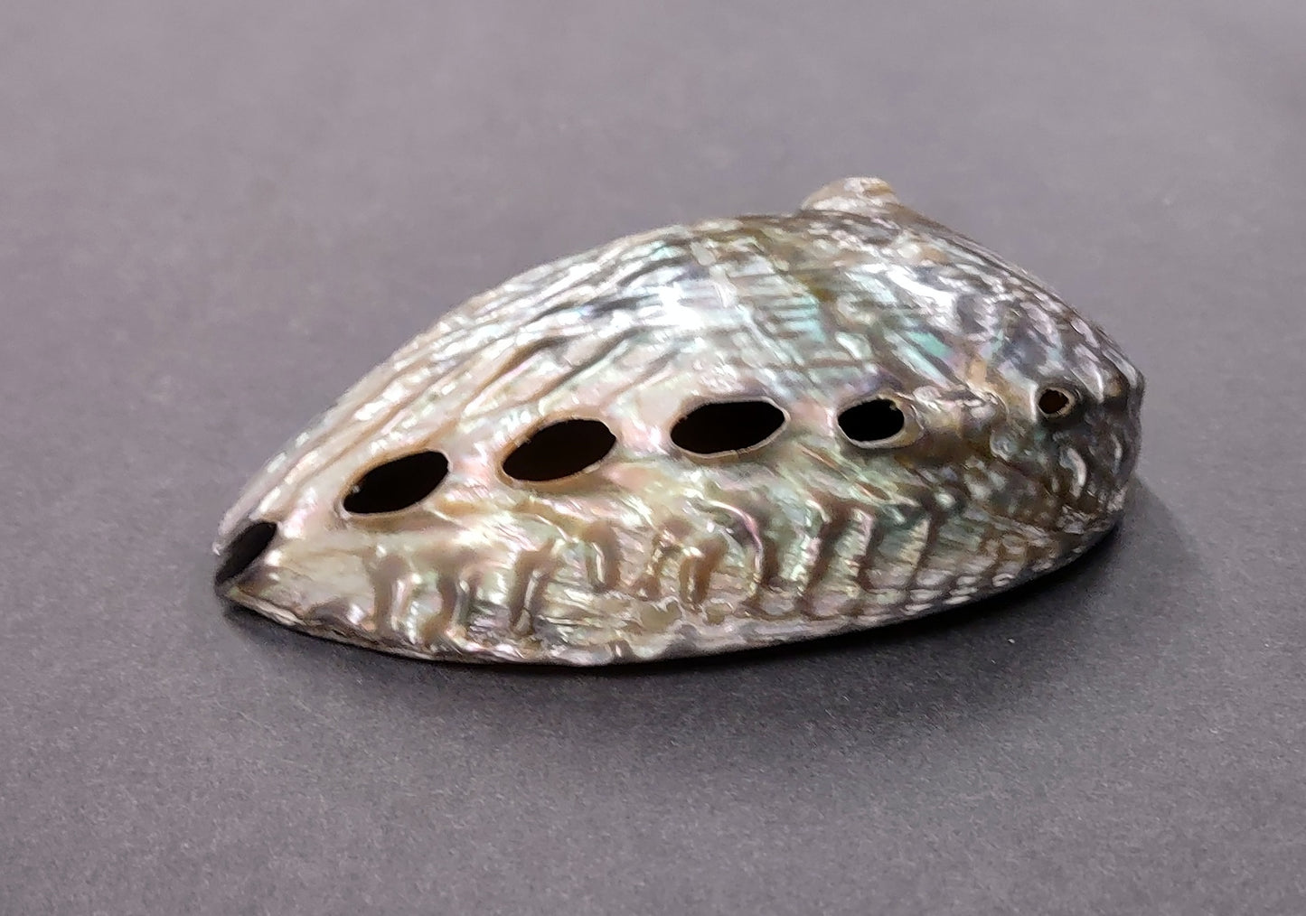 Polished Pink Abalone Seashell Haliotis Corrugata (1 shell approx. 5+ inches) Fun pink shiny shell for coastal crafting decor & collecting!