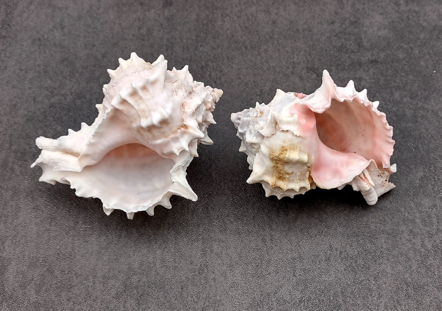 Pink Murex Shell Murex Erythrostomus (2 shells approx. 3+ inches) BL-178 Copyright 2022 SeaShellSupply.com.