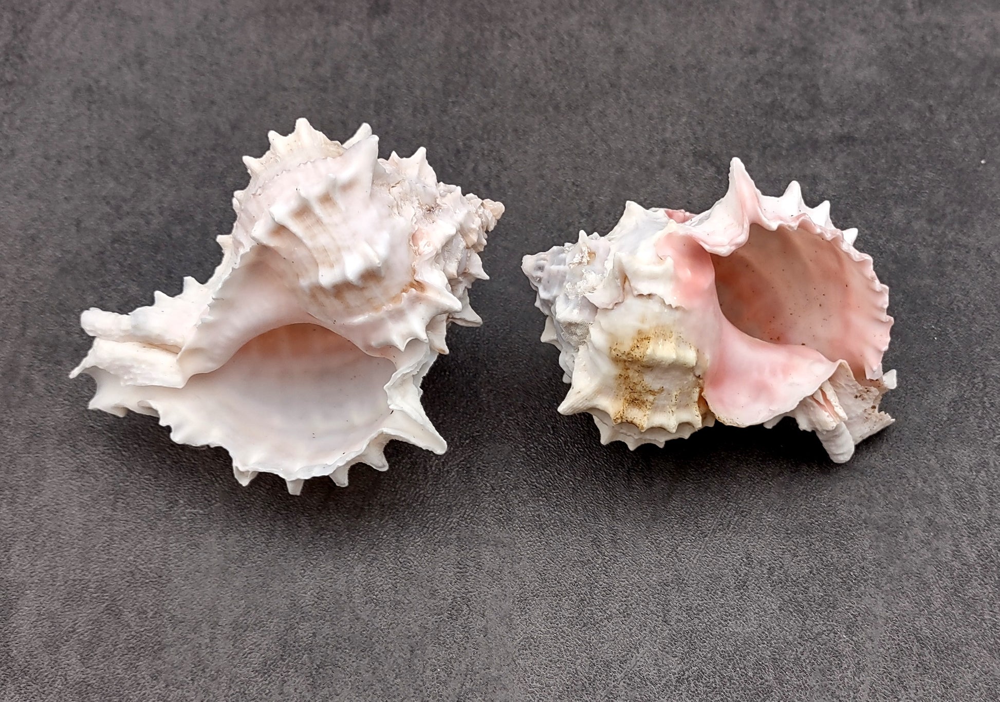 Pink Murex Shell Murex Erythrostomus (2 shells approx. 3+ inches) BL-178 Copyright 2022 SeaShellSupply.com.