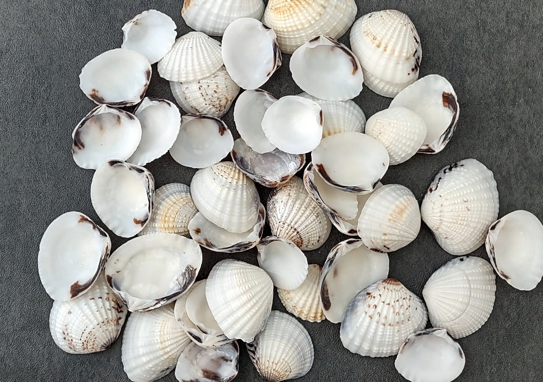 Speckled White Clam Shells - Clycymeris Pectunculus - (approx. 40-50 shells .75-1.5 inches) on dark grey background.  Copyright 2022 SeaShellSupply.com.