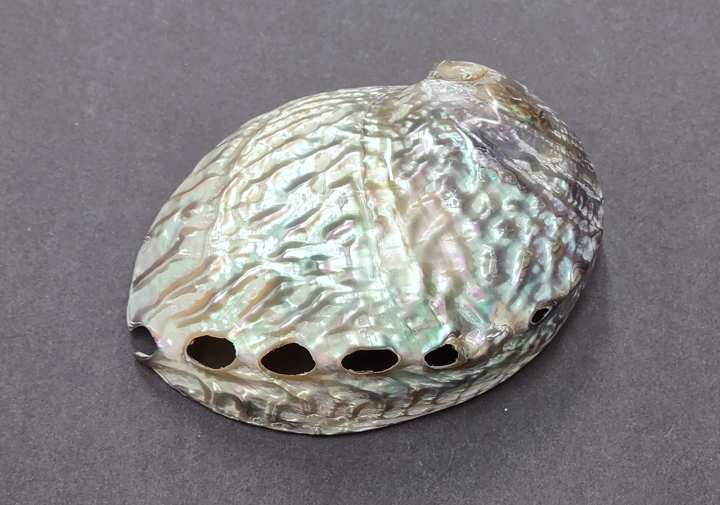 Polished Pink Abalone (5-6") Haliotis Corrugata. Spiral shell with ribbing along one edge and a spiral shape. Copyright 2022 SeaShellSupply.com .