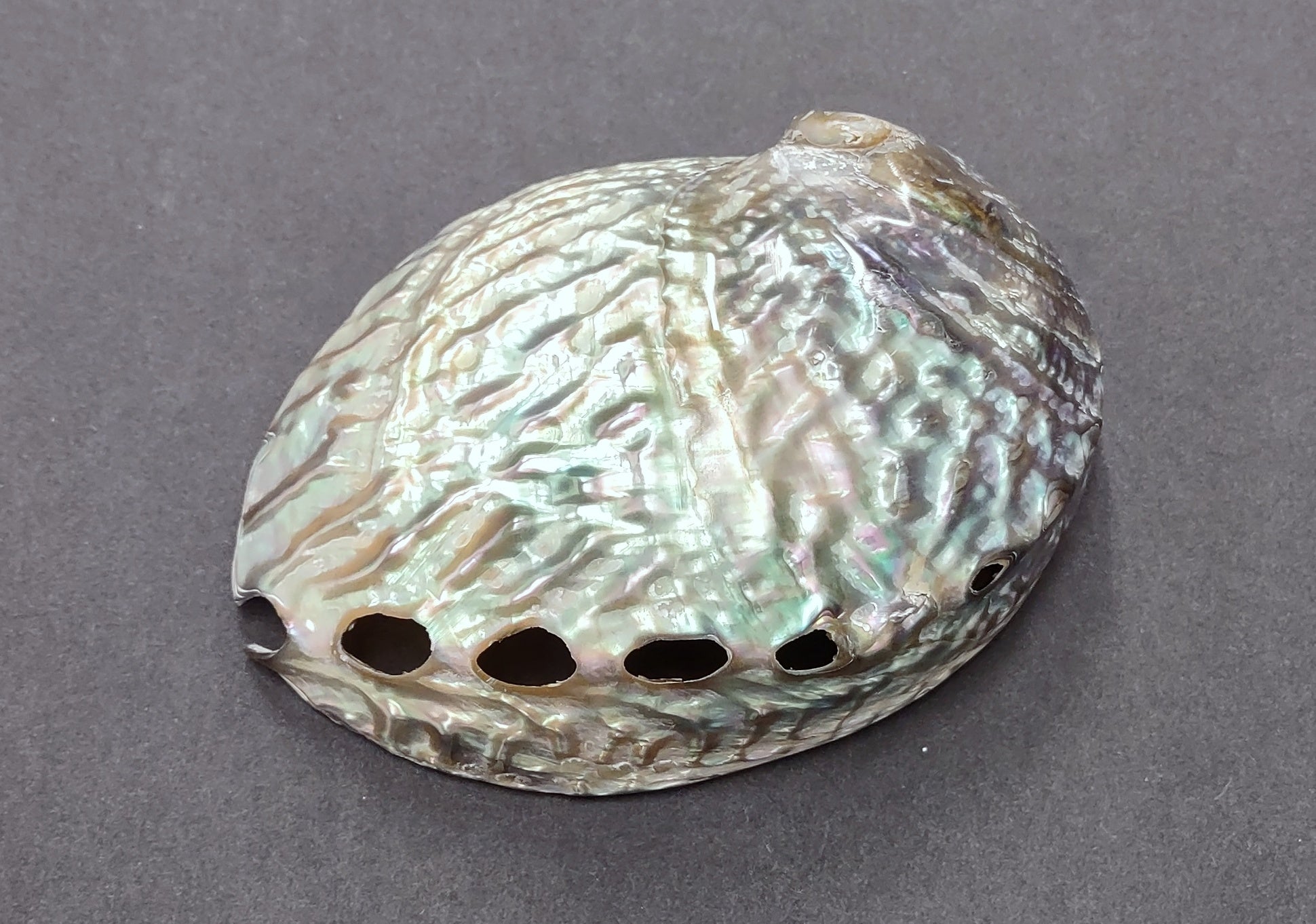 Polished Pink Abalone (5-6") Haliotis Corrugata. Spiral shell with ribbing along one edge and a spiral shape. Copyright 2022 SeaShellSupply.com .