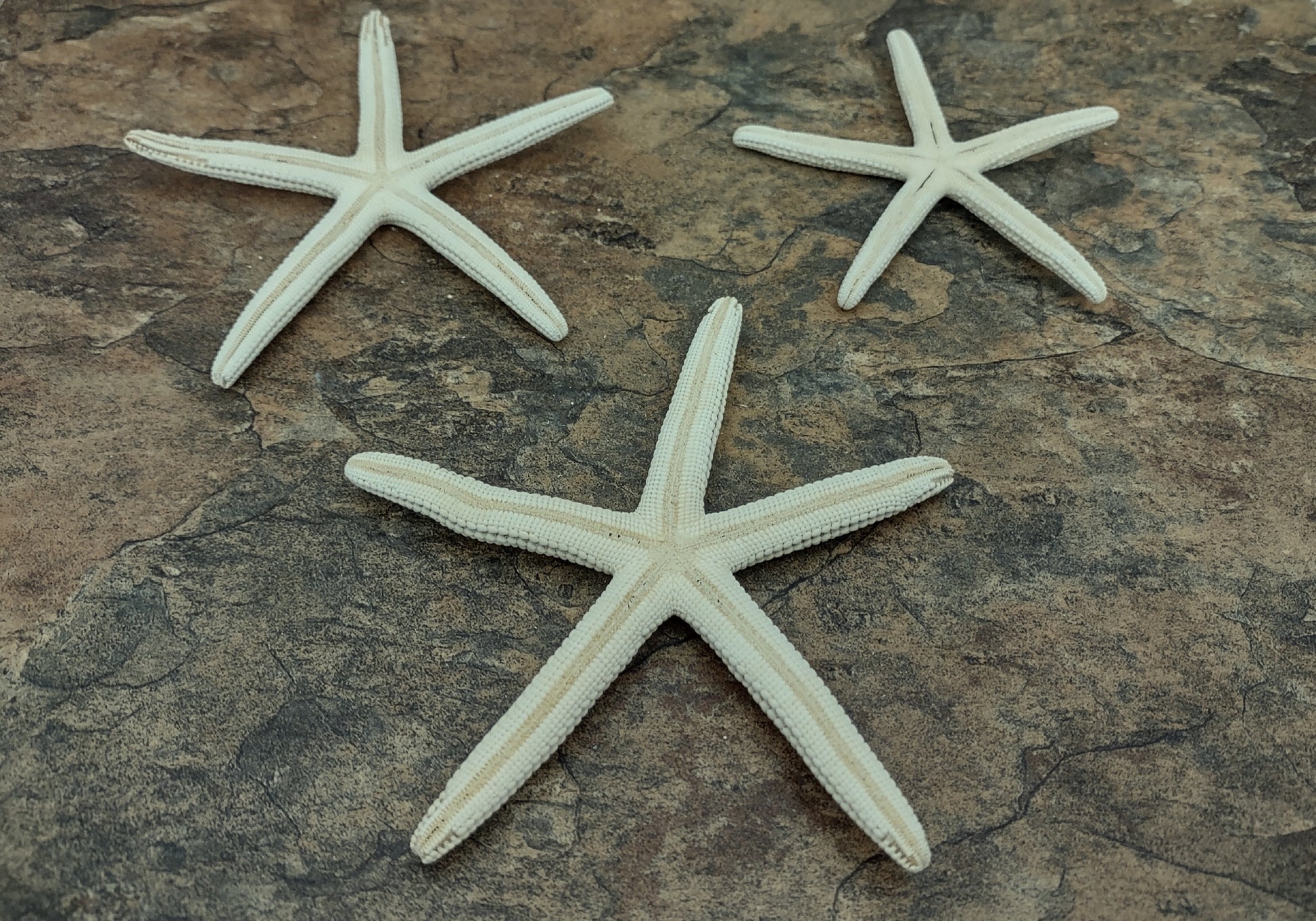 White Finger Starfish - Linka Laevigata - (3 starfish approx. 3-4 inches). Three white textured starfish laying next to eachother. Copyright 2022 SeaShellSupply.com.