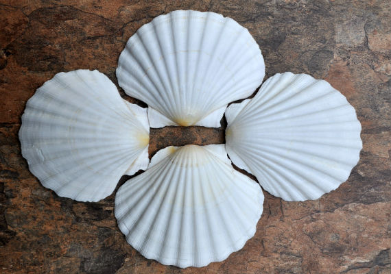 Irish Flat Pectin Seashell 4 - Smooth Edges
