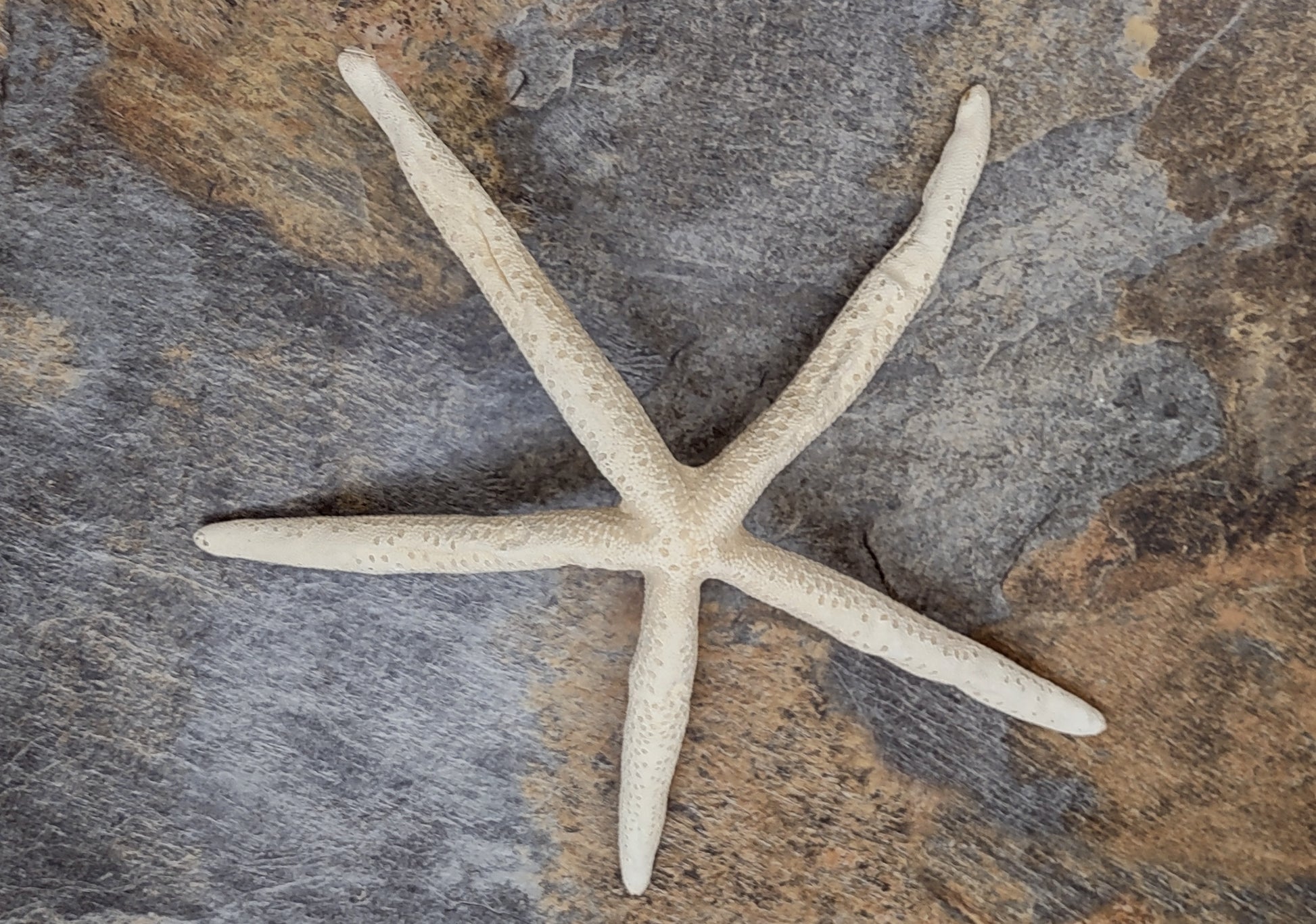 Finger Starfish Cream Linckia Laevigata (2 stars approx. 10-11+ inches) Perfect shells for coastal crafting décor & collections! Long tan textured starfish, perfect for crafting. Copyright 2024 SeaShellMart.com