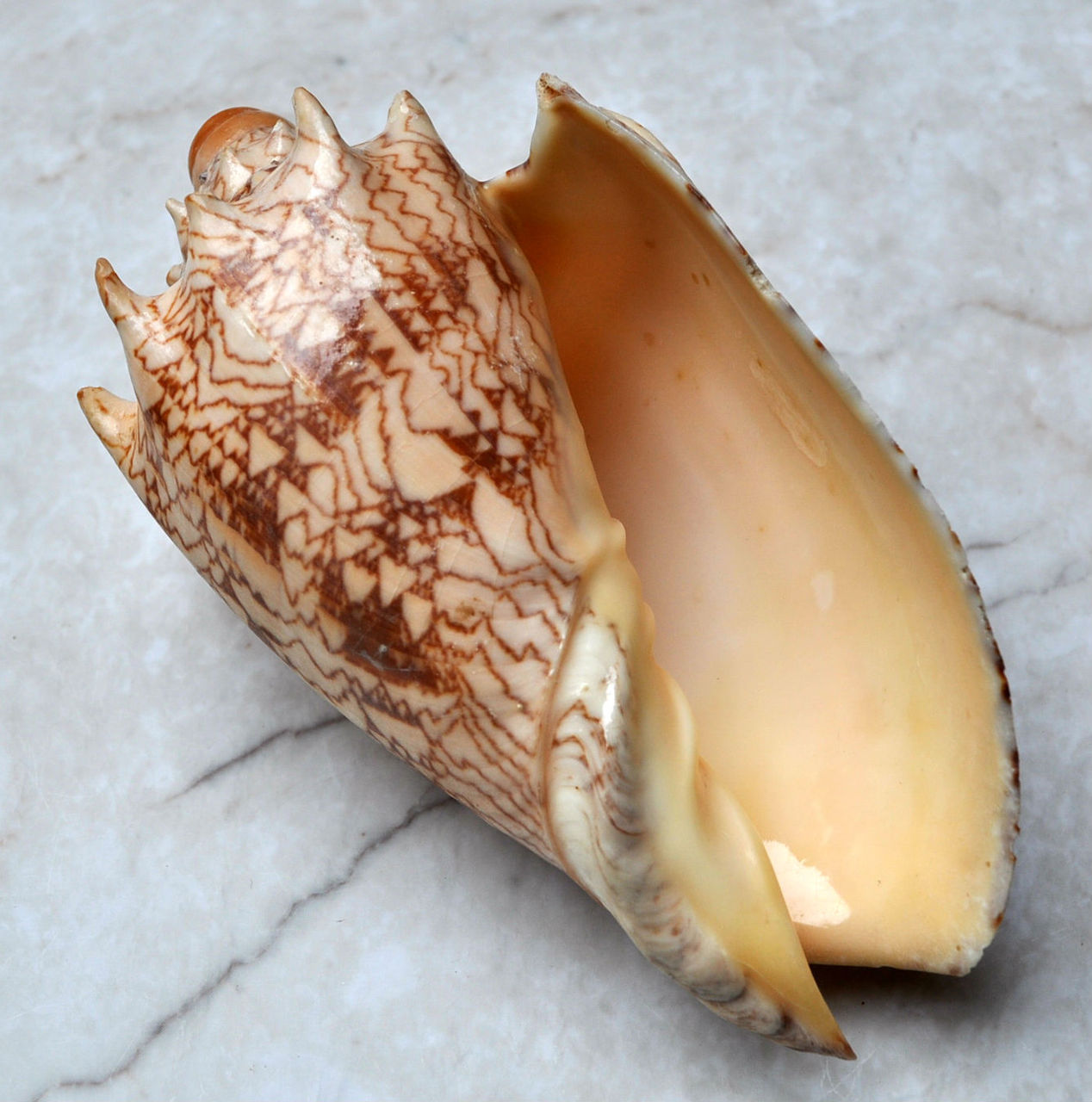Imperial Volute Seashell - Voluta Imperialis - (1 shell approx. 5-6 inches) Tan shaded wrapped shell. Copyright 2022 SeaShellSupply.com.