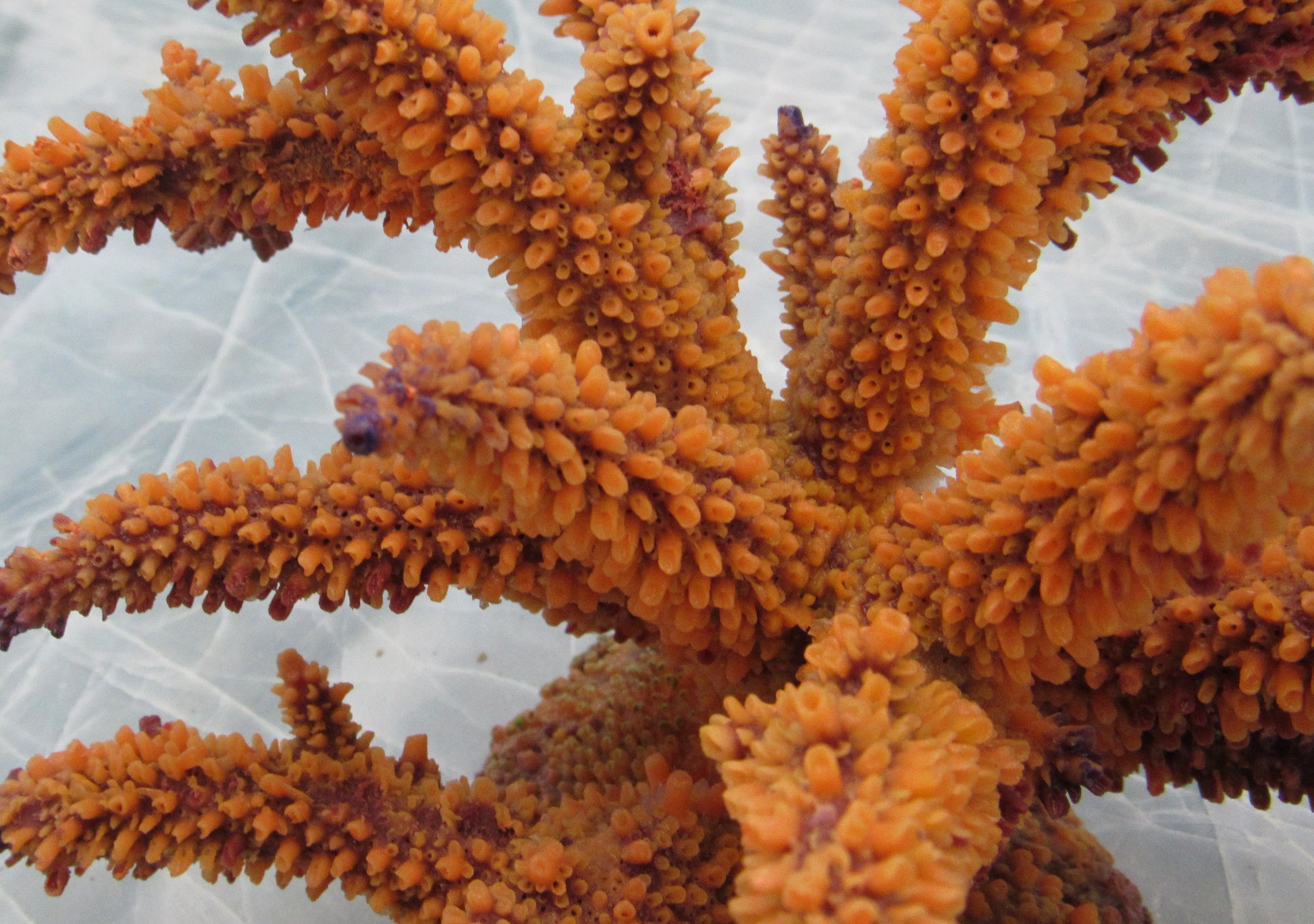 Tan FAUX Staghorn Coral - Acropora Humilis - (1 FAKE Coral approx.  6Wx6.5Dx7.5T inches)