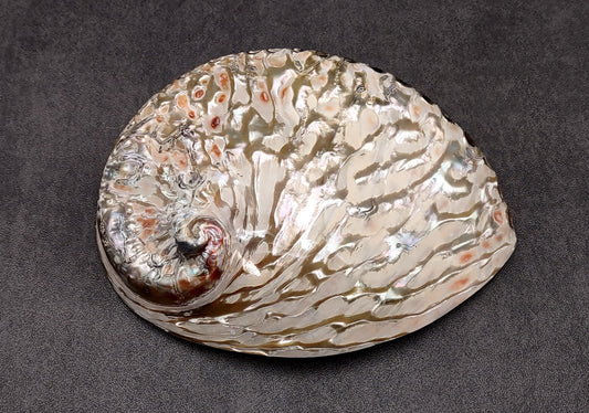 Polished White Abalone Midas Seashell Haliotis Midae (1 shell approx. 5+ inches) Iridescent shell polished for display, crafts & collecting!