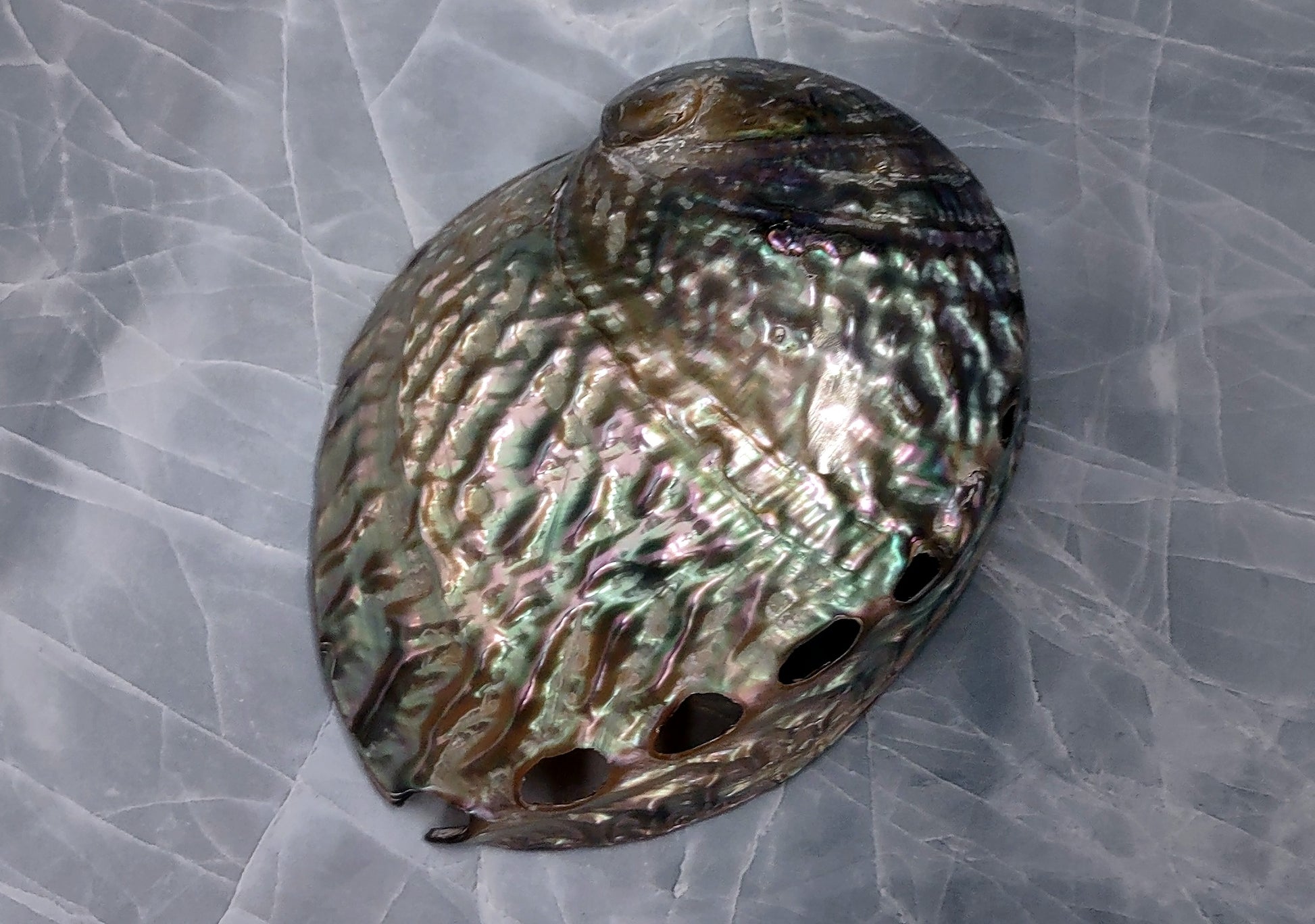 Polished Pink Abalone (5-6") Haliotis Corrugata. Spiral shell with ribbing along one edge and a spiral shape. Copyright 2022 SeaShellSupply.com .
